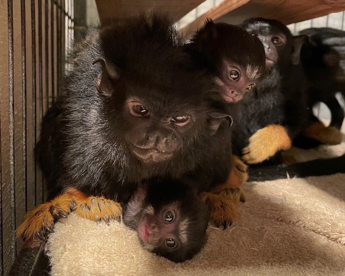 アニタッチみなとみらい_アカテタマリンの赤ちゃん