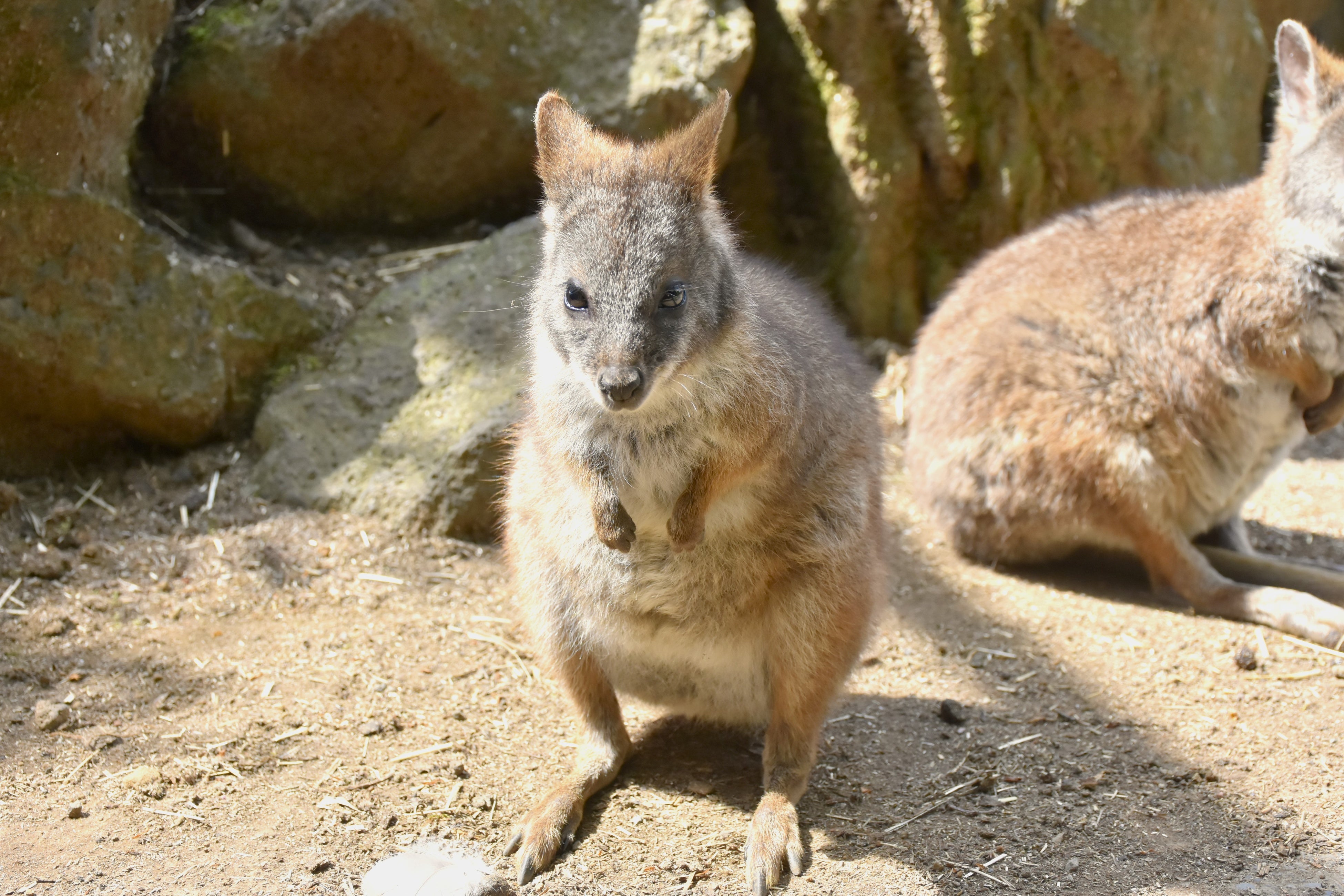珍獣！「ビントロング」が仲間入り 屋内型ふれあい動物園