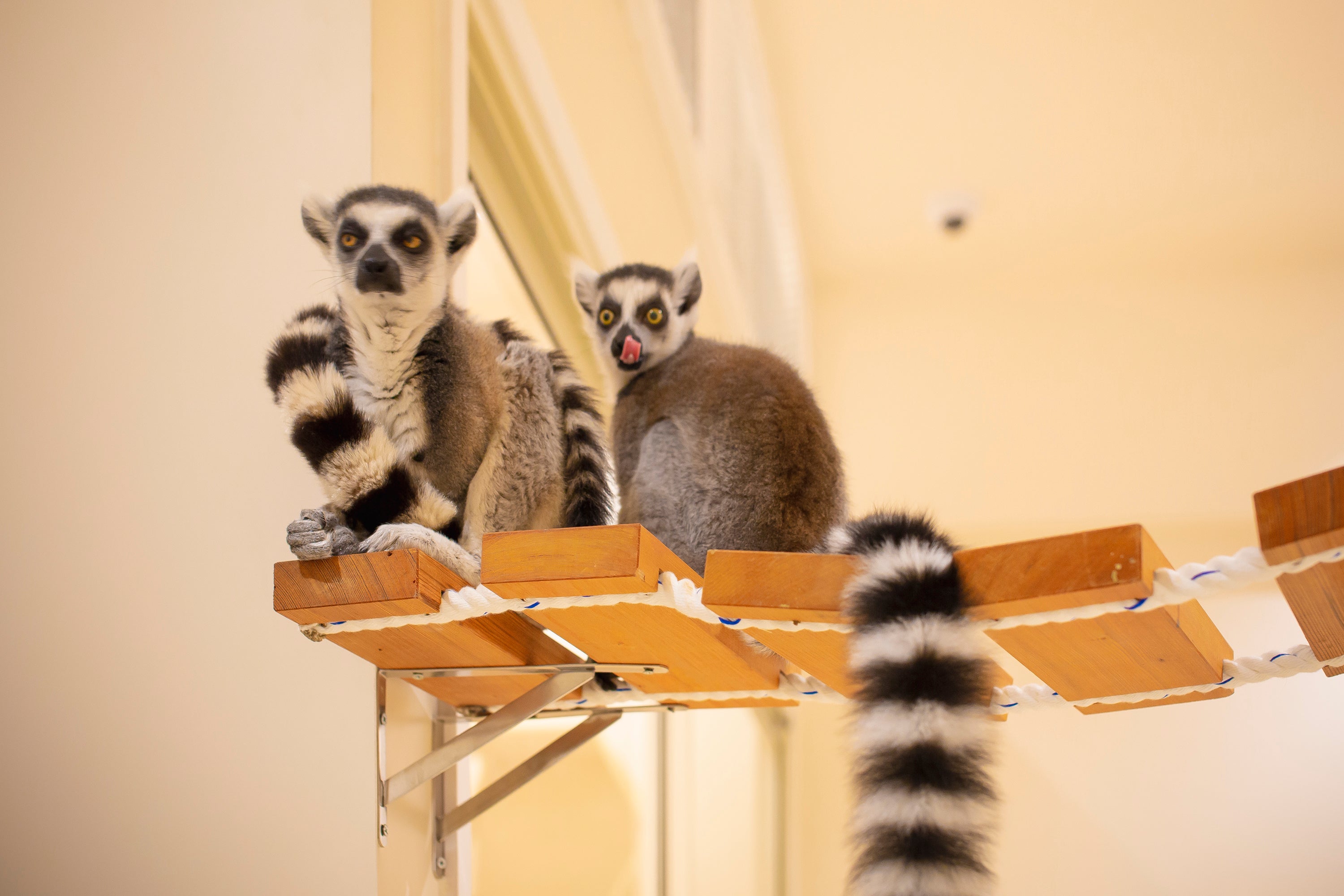 珍獣動物園（仮） chinju1_009_small.jpg