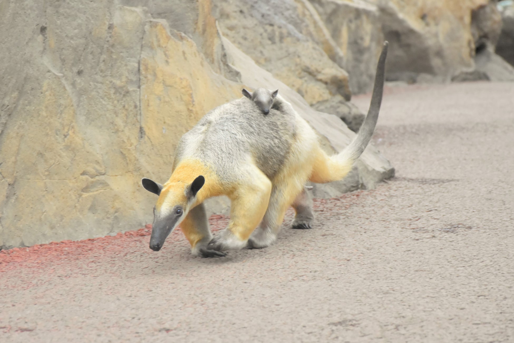 キタコアリクイの親子 キタコアリクイの親子