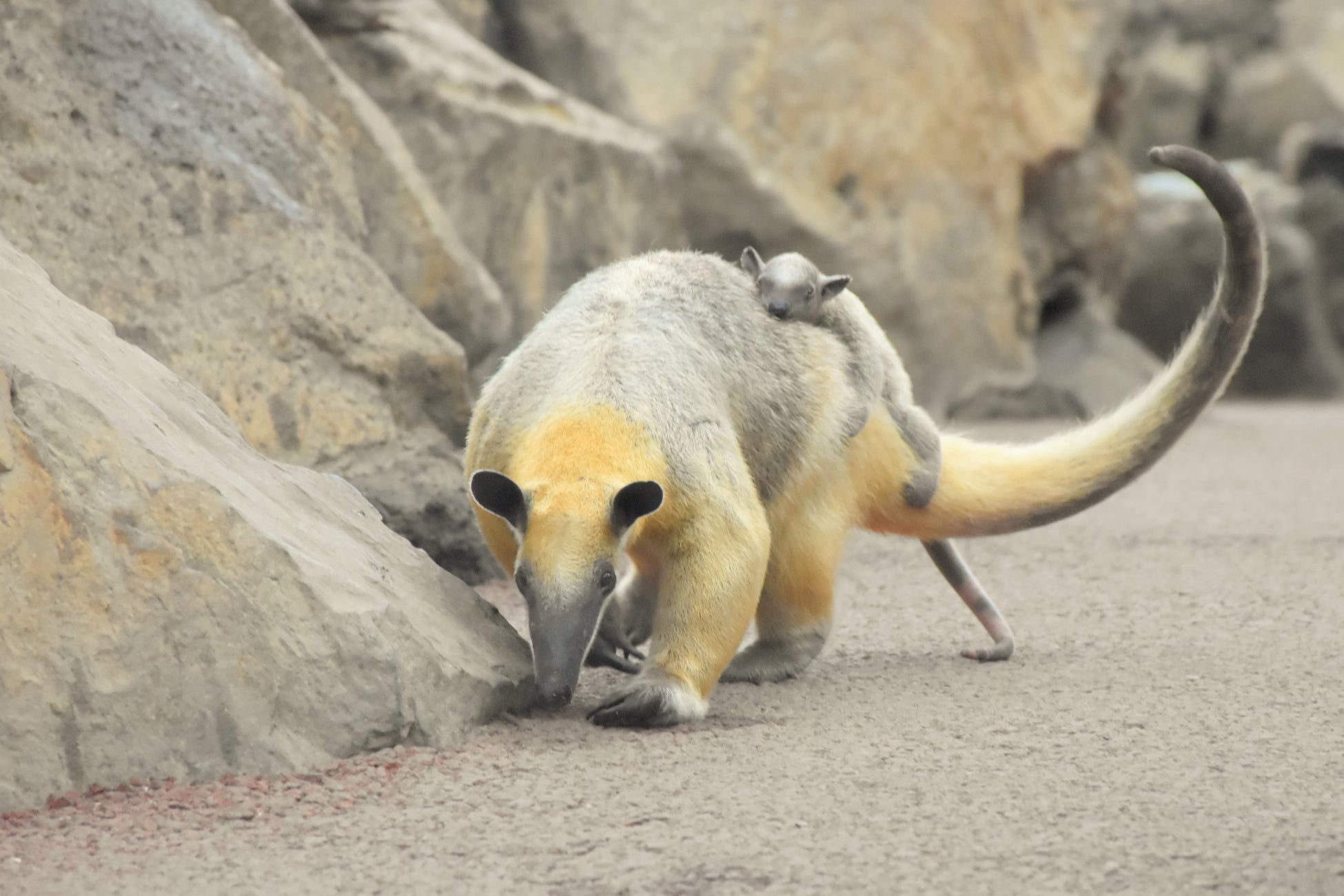 キタコアリクイ キタコアリクイ