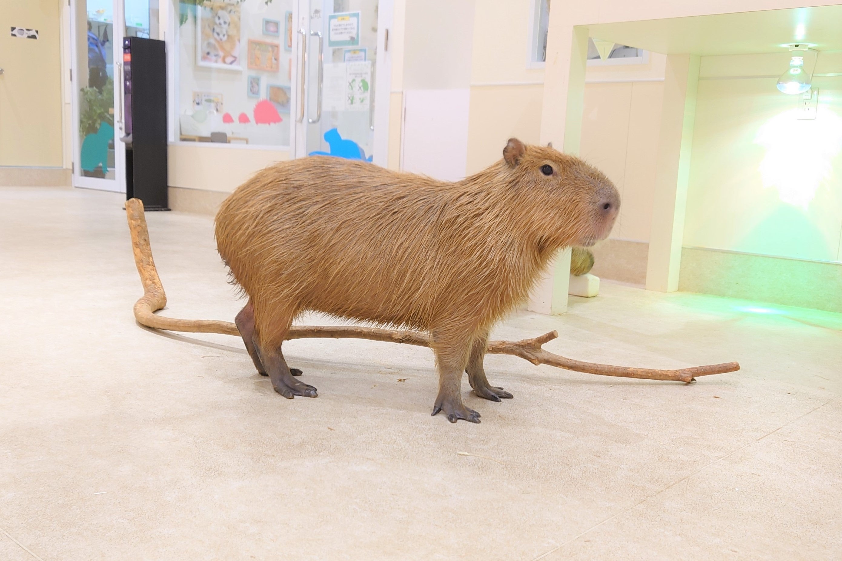 アニタッチららぽーと名古屋みなとアクルス」でカピバラの3つ子
