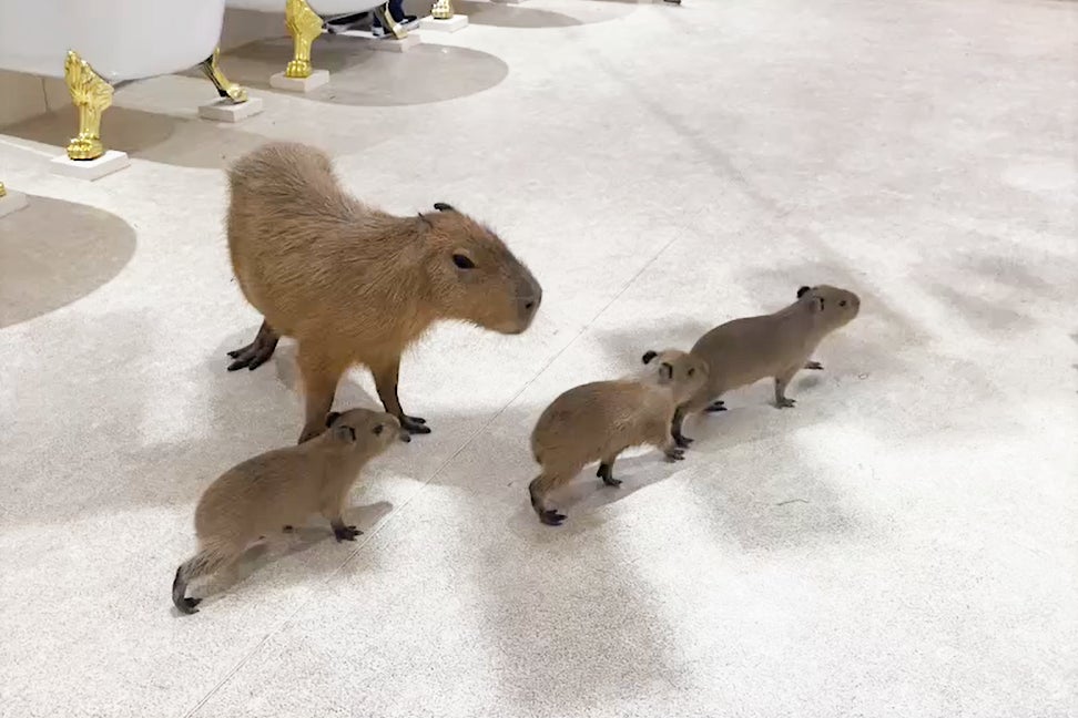 部屋の中を元気に駆け回る赤ちゃんたち 部屋の中を元気に駆け回る赤ちゃんたち