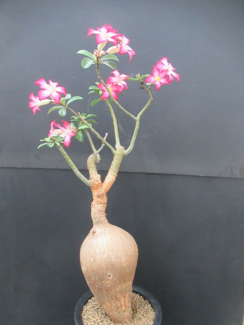 砂漠の薔薇(サバクノバラ)