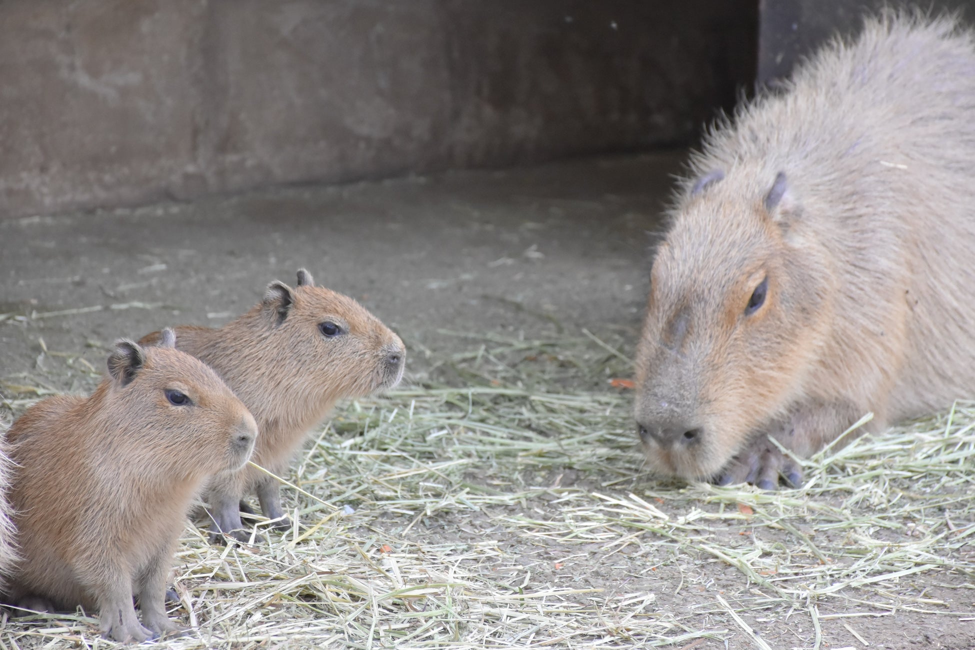 伊豆シャボテン動物公園でヨザルとカピバラの赤ちゃんが誕生! 伊豆シャボテン動物公園でヨザルとカピバラの赤ちゃんが誕生!