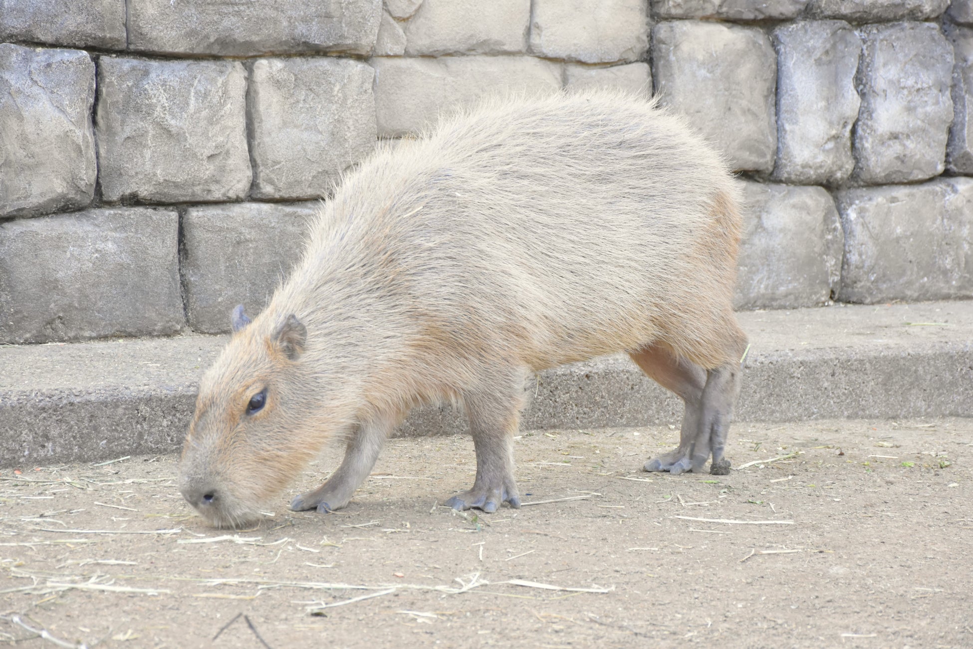 カピバラ