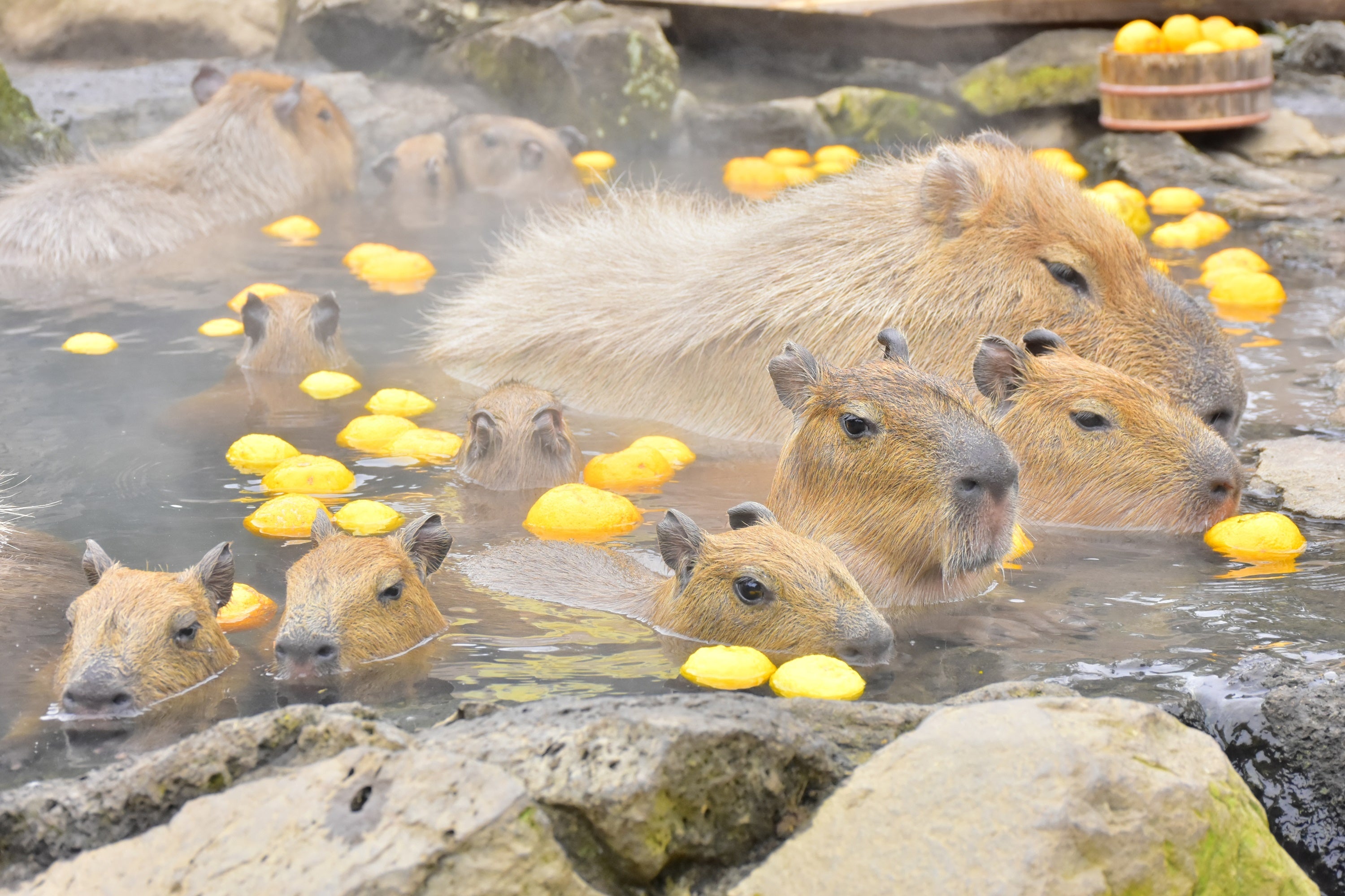 ゆず湯につかるカピバラファミリー
