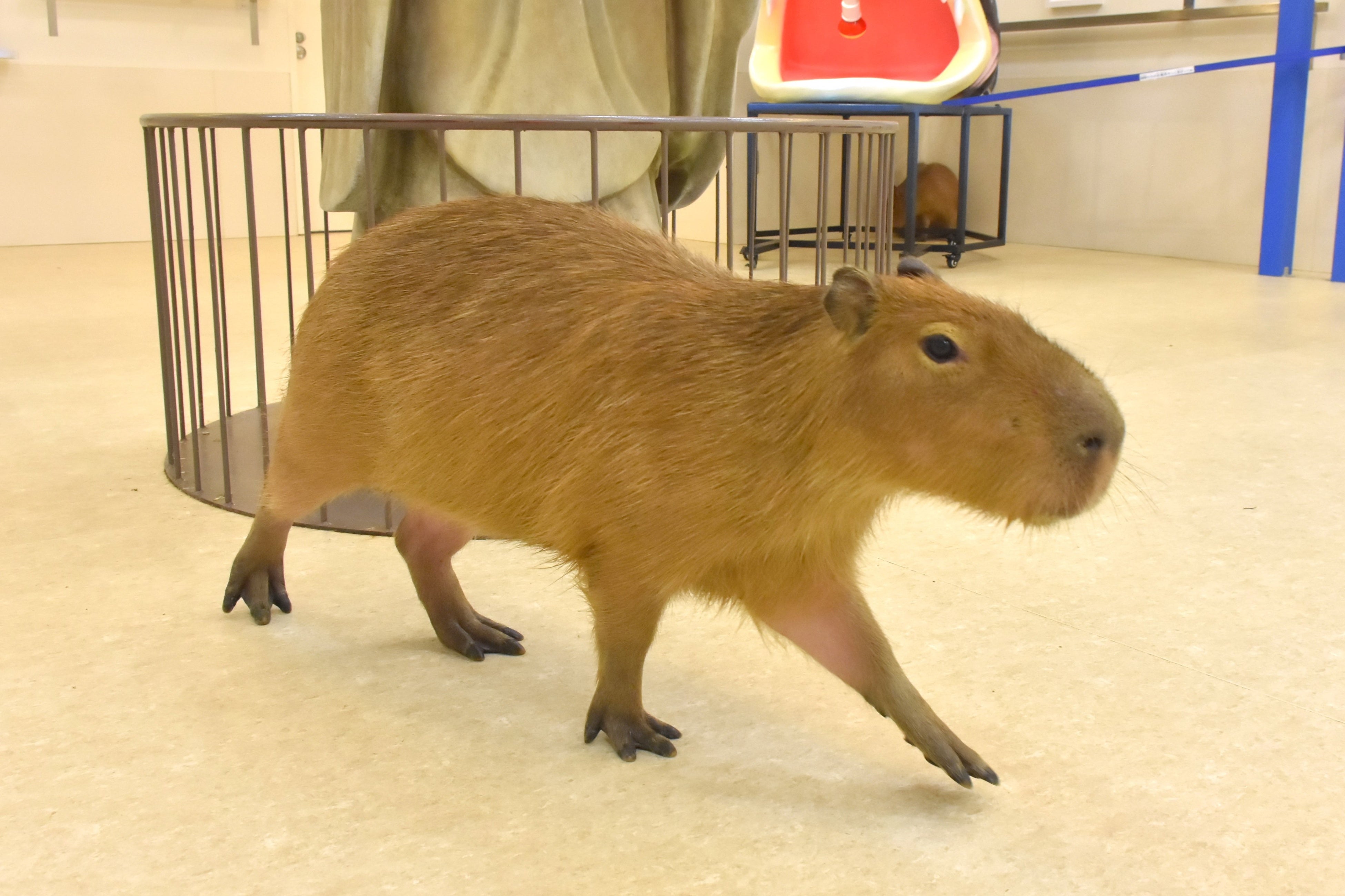 アニタッチイオンモール土浦」で3頭のカピバラの赤ちゃんが誕生