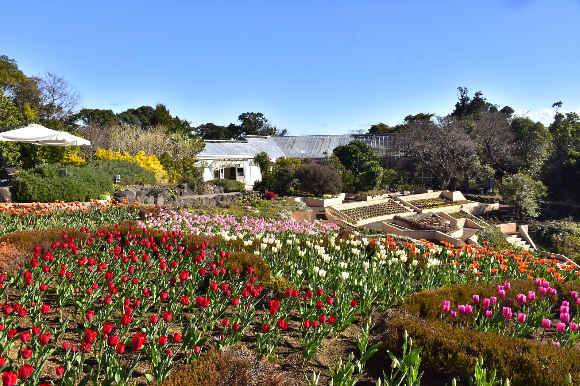 ニューヨークランプミュージアム&フラワーガーデンで「アイスチューリップ」が見頃に! | 株式会社伊豆シャボテン公園のプレスリリース