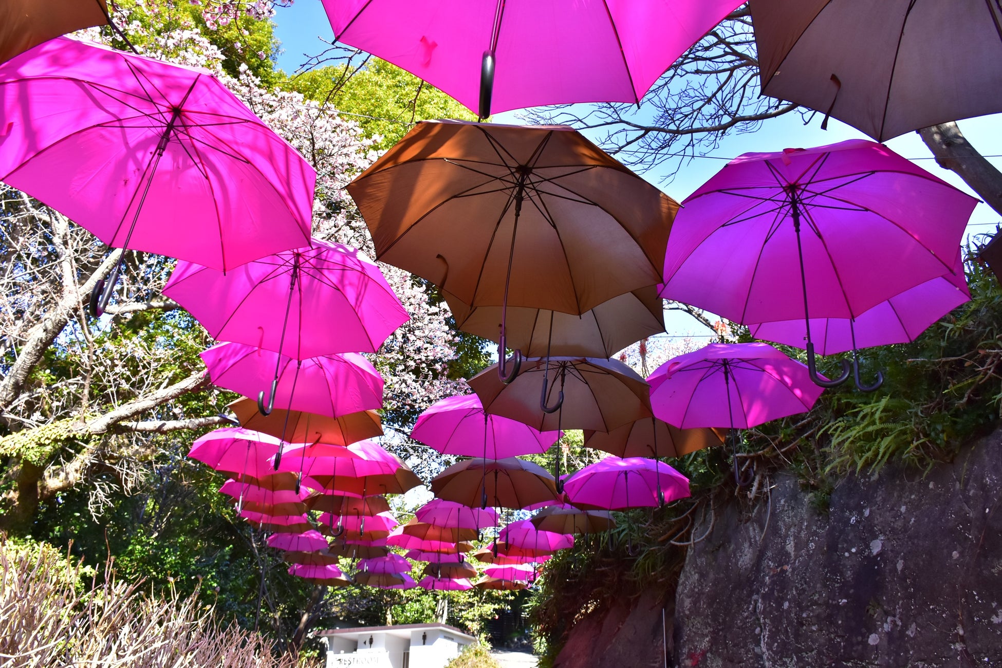 ニューヨークランプミュージアム&フラワーガーデンで寒桜が見頃! ニューヨークランプミュージアム&フラワーガーデンで寒桜が見頃!