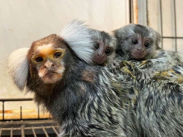 屋内型ふれあい動物園「アニタッチ ららぽーと名古屋みなとアクルス」でコモンマーモセットの双子が誕生！