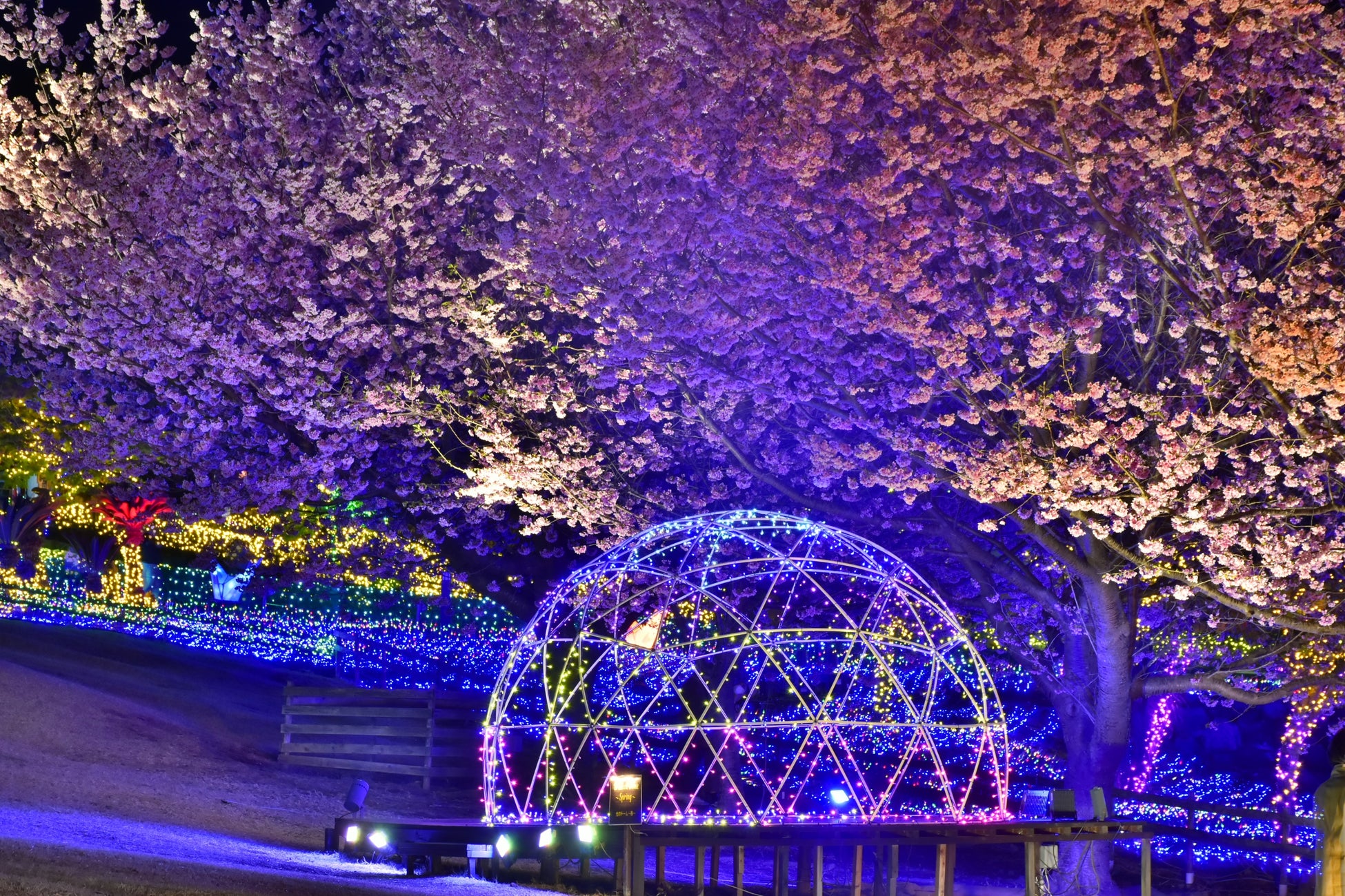 満開の桜をライトアップ（2023年3月11日撮影）