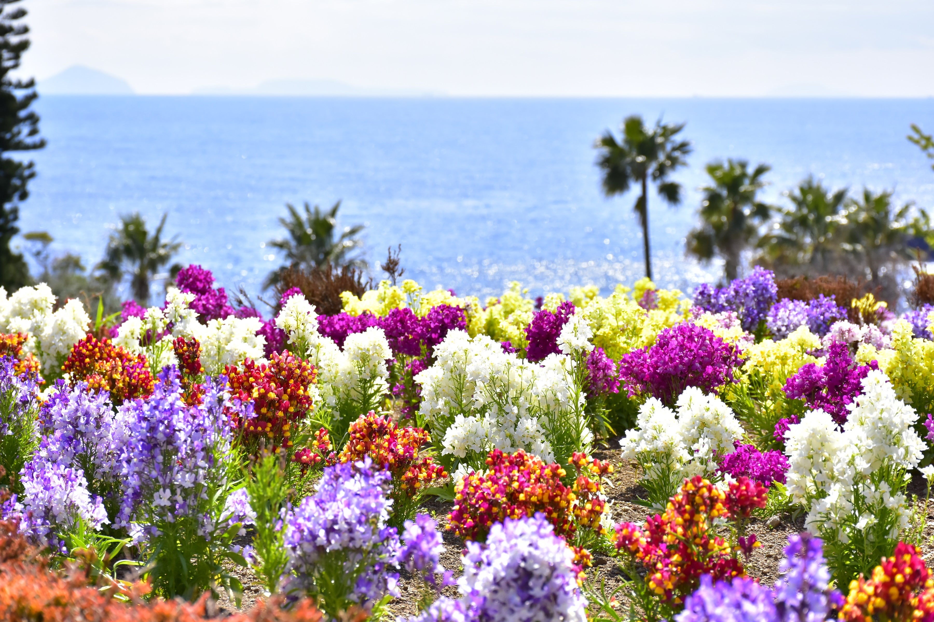 カラフルなリナリア