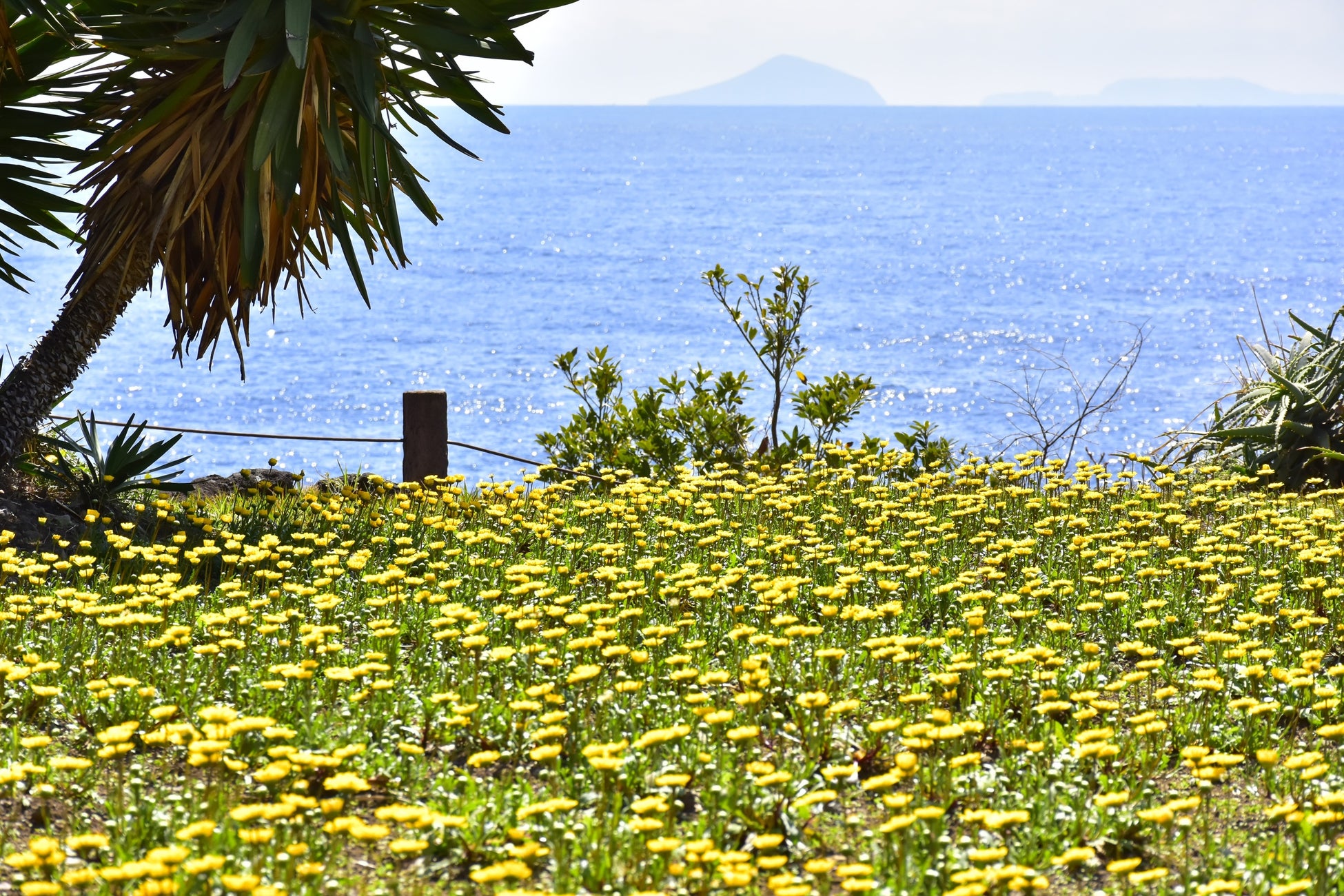 黄色い絨毯のようになる