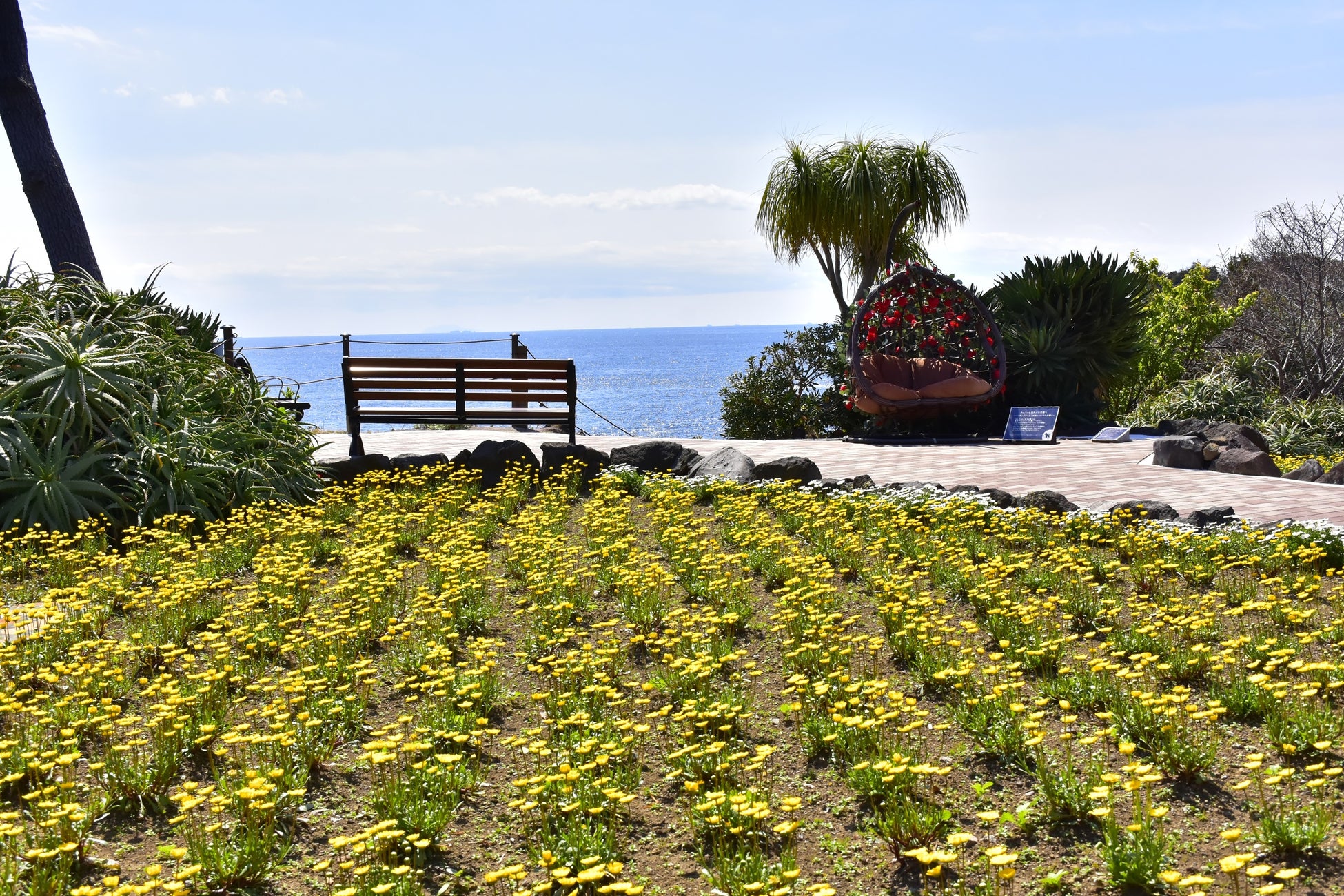 岬付近のムルチコーレ