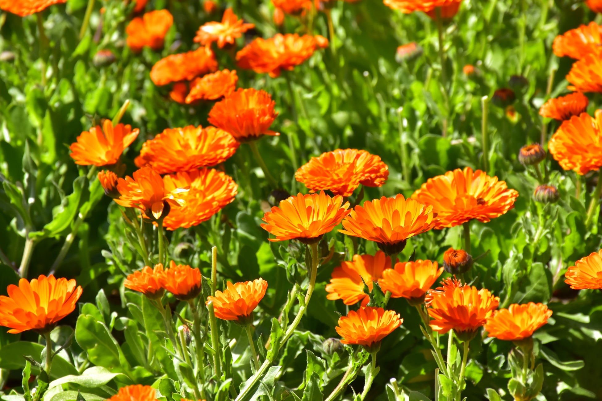 キンセンカも見頃