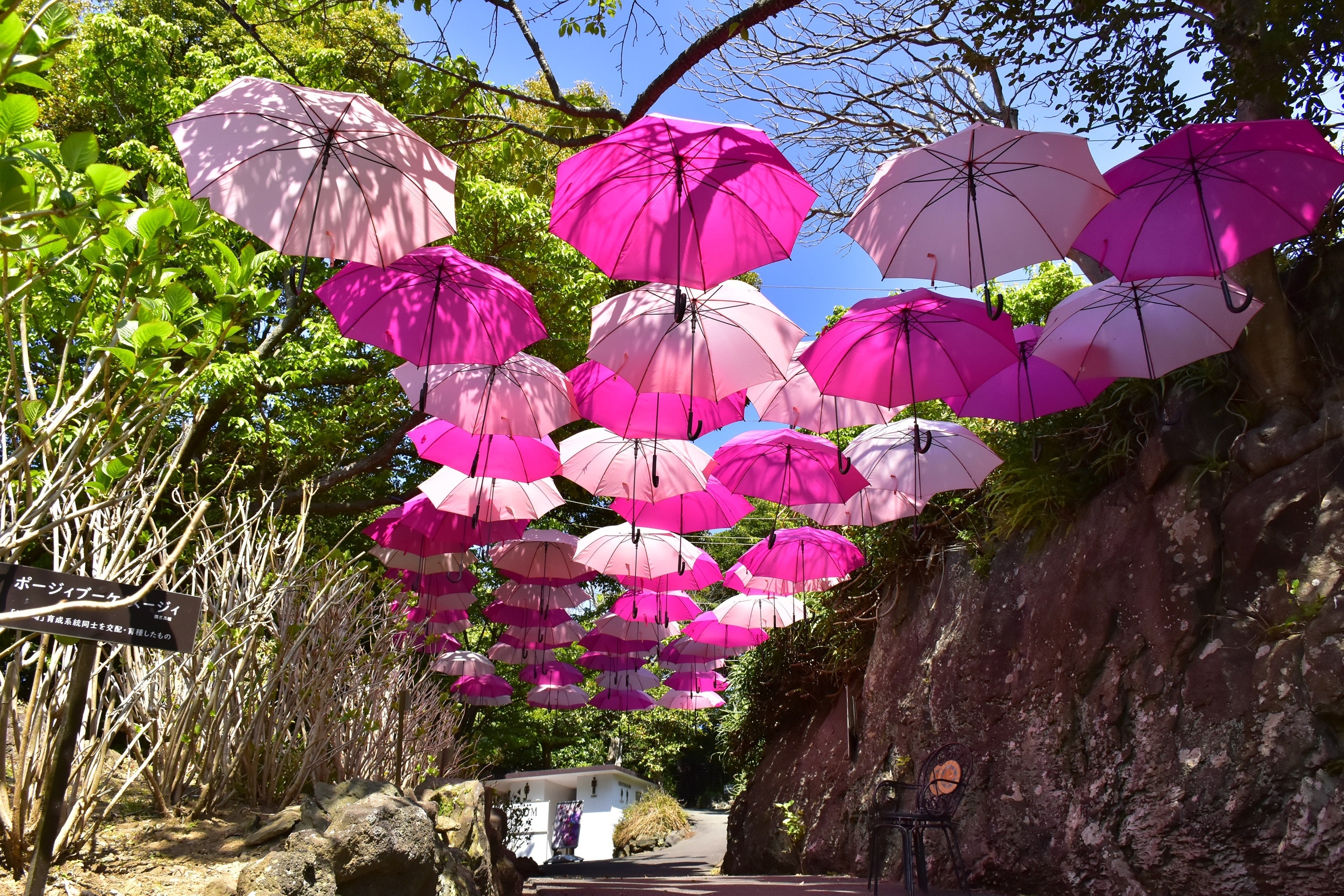 春をイメージしたアンブレラスカイ