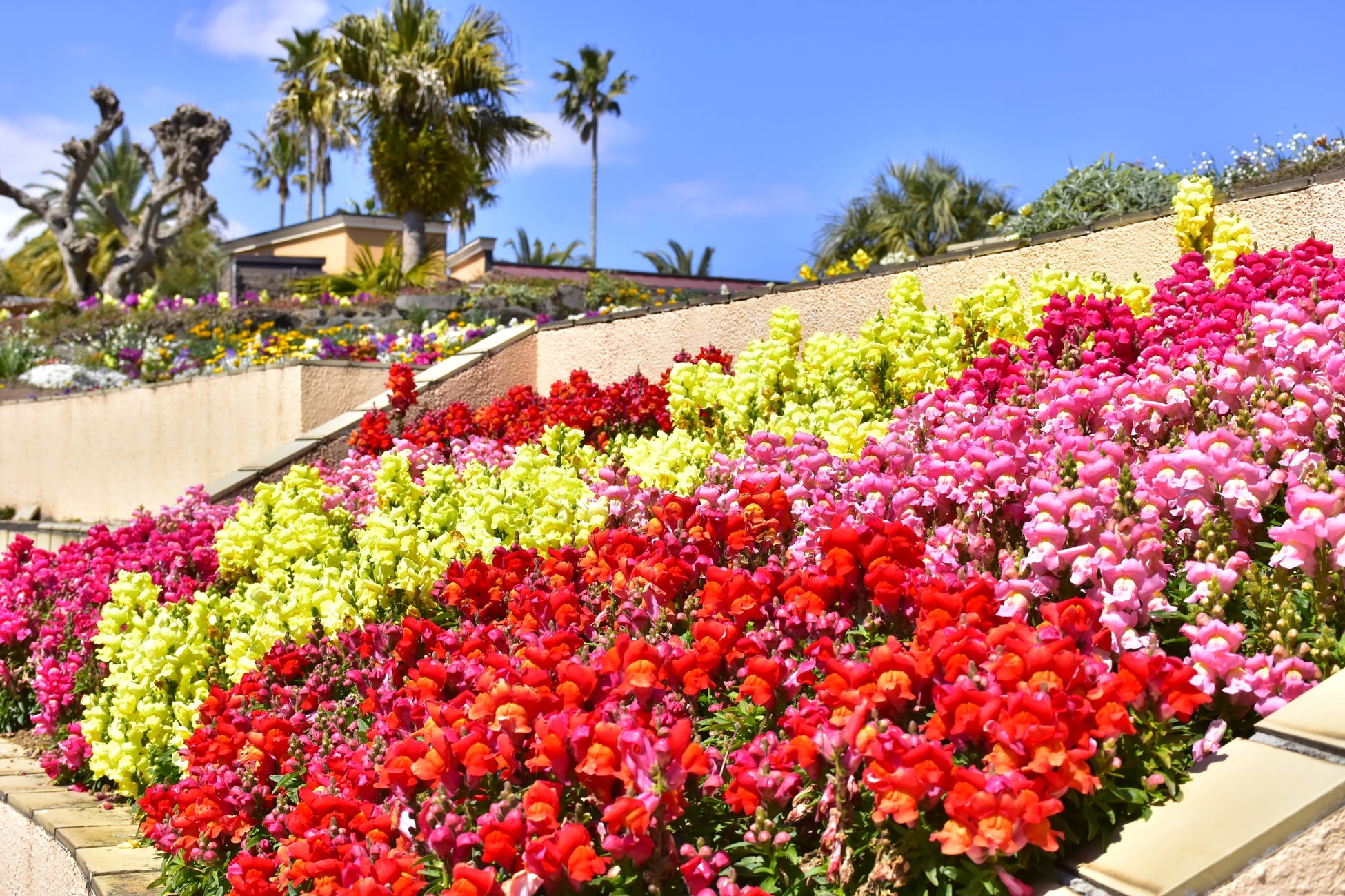 階段状の花壇に咲くキンギョソウ