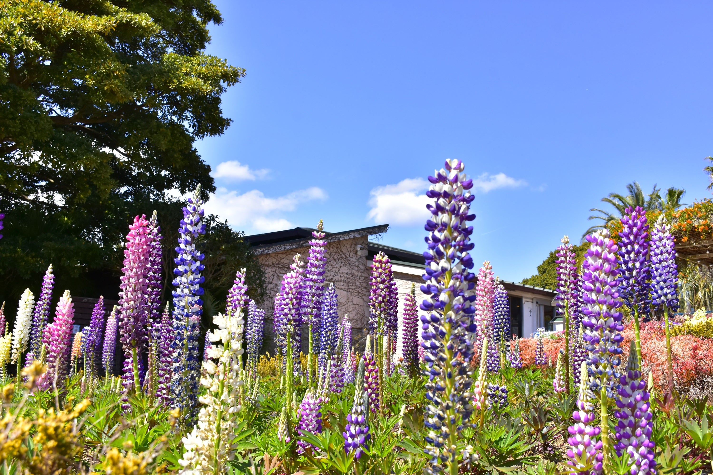 ルピナスは別名「昇り藤」