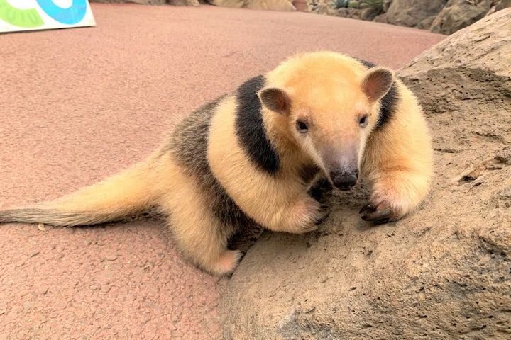 伊豆シャボテン動物公園でミナミコアリクイの赤ちゃん誕生!親子の成長を展示中 伊豆シャボテン動物公園でミナミコアリクイの赤ちゃん誕生!親子の成長を展示中