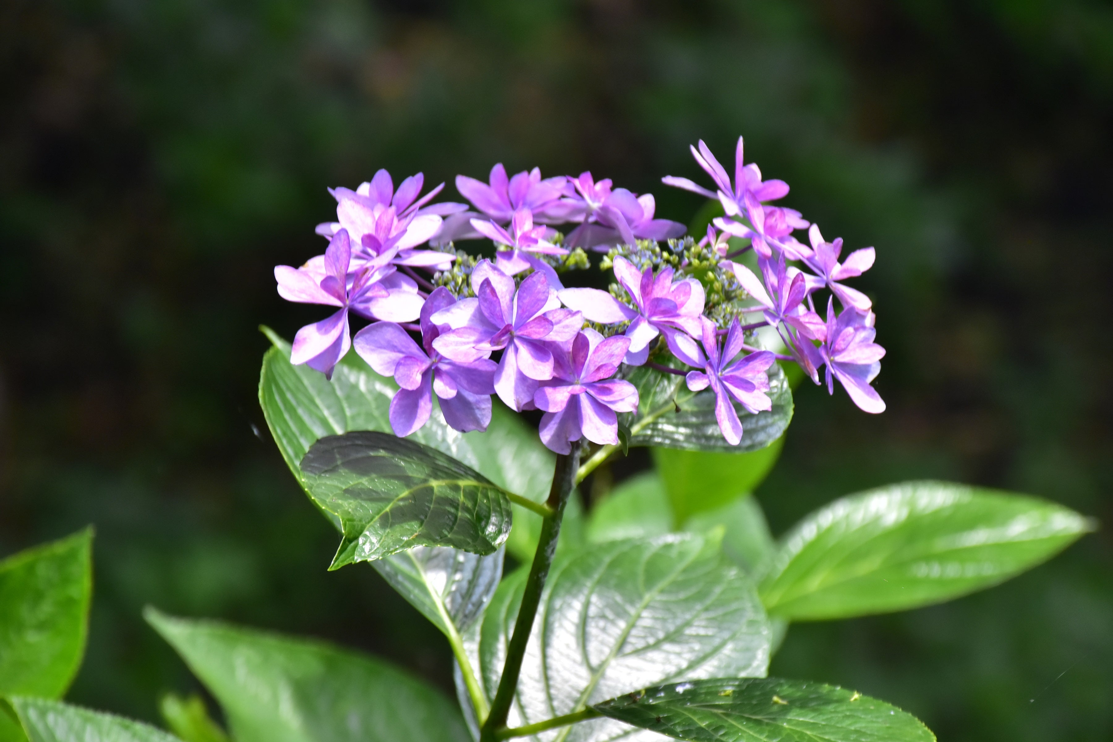 人気の園芸品種「ダンスパーティー」