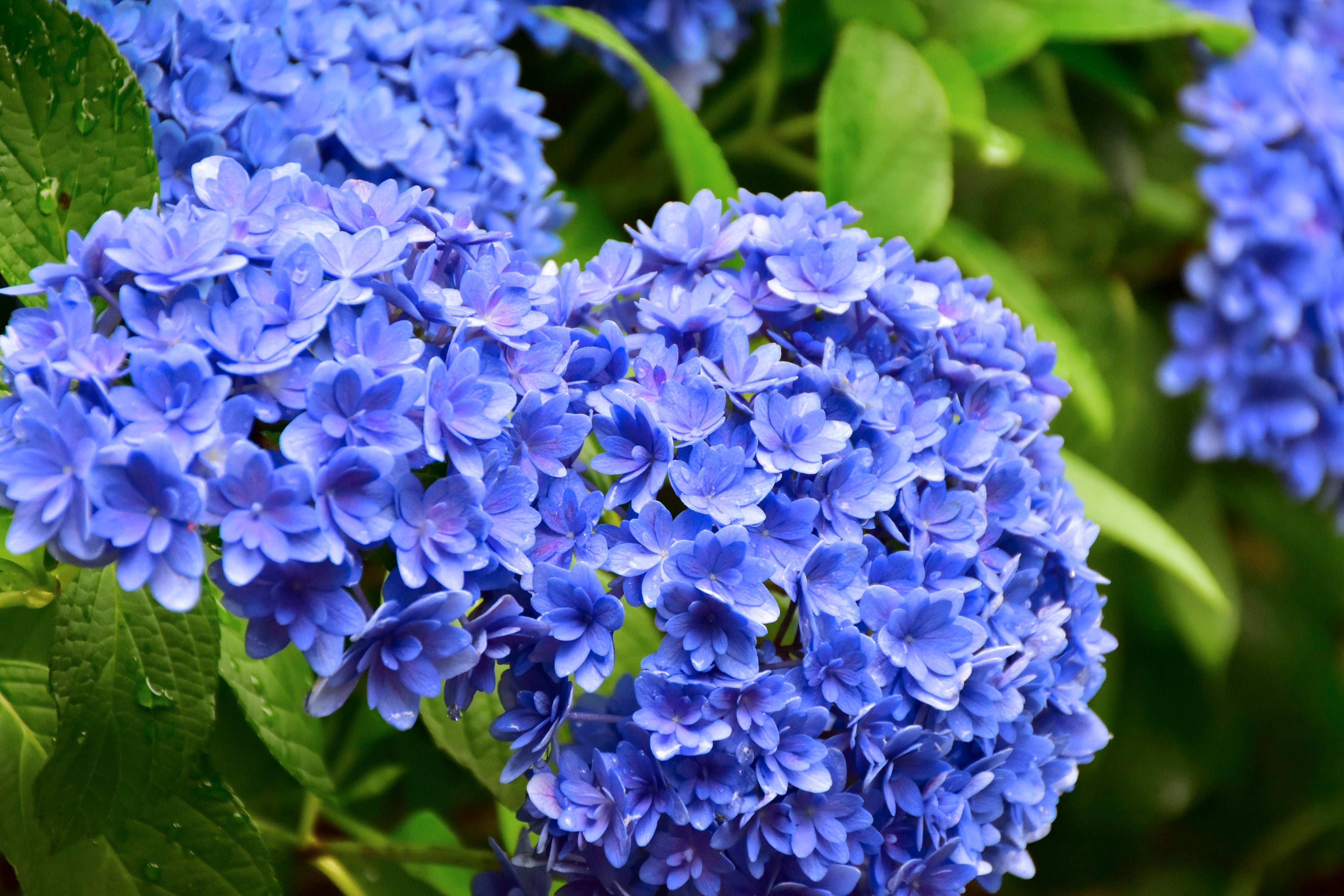 ゴージャスな「ごきげんよう」