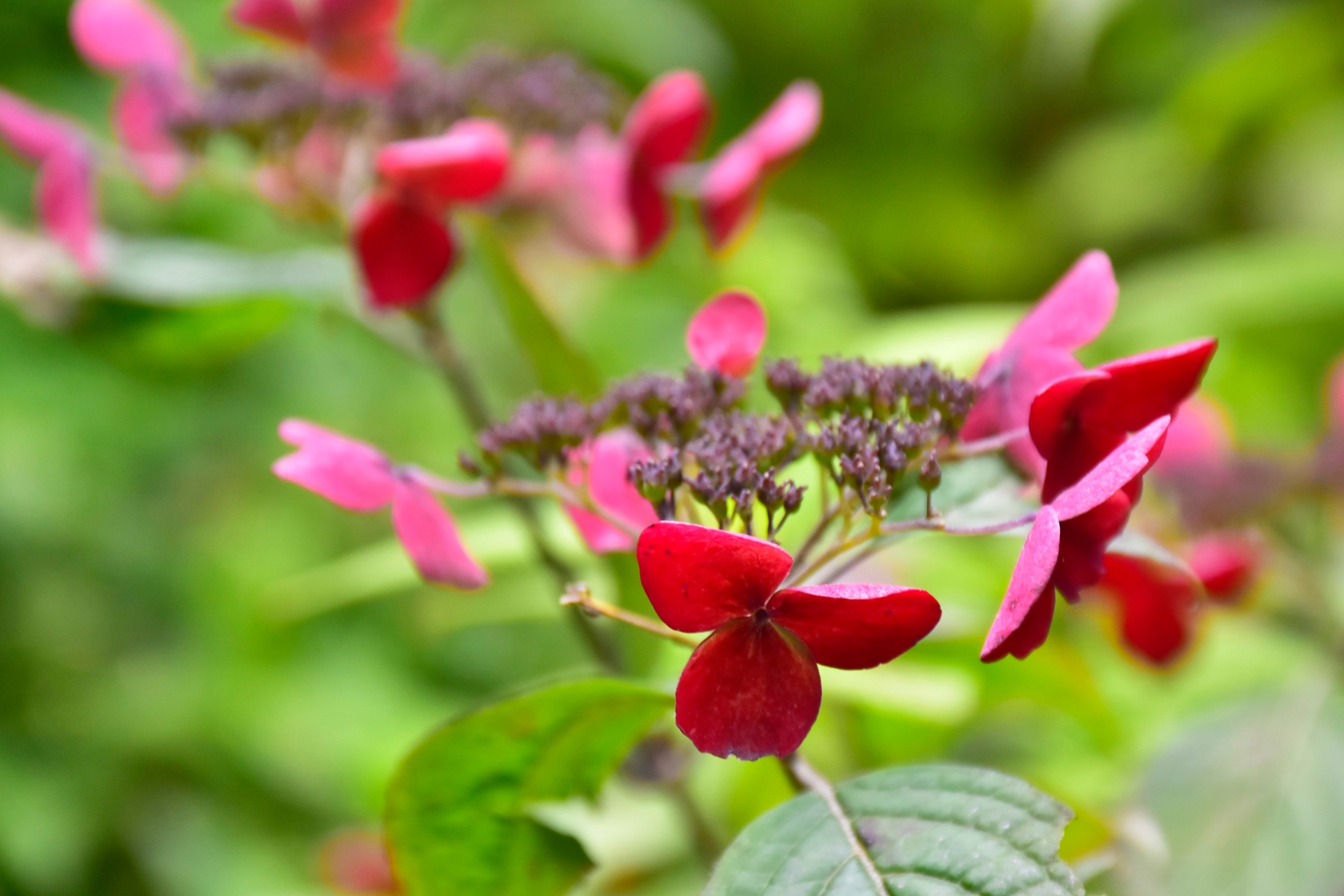 ヤマアジサイ「紅」