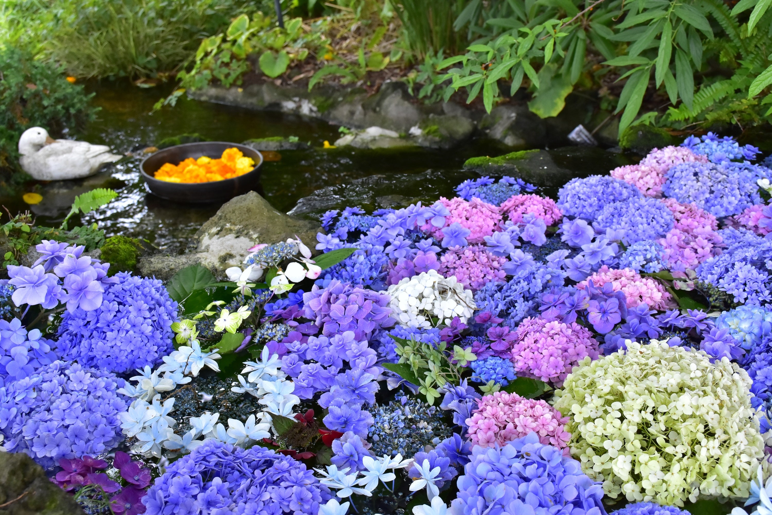 小さな池に色とりどりのあじさいを浮かべて