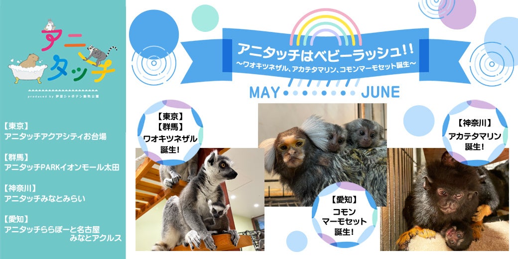 アニタッチはベビーラッシュ