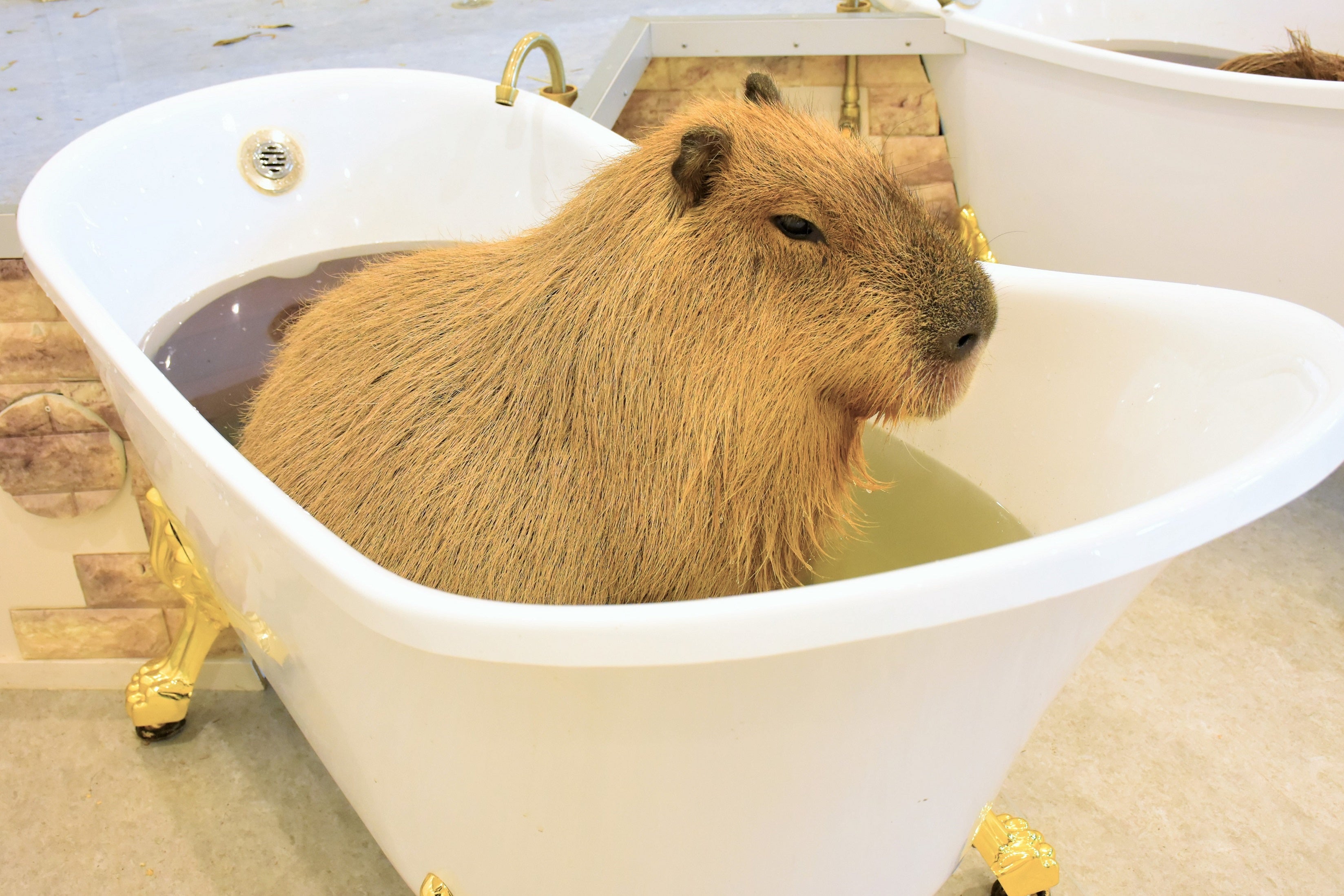 アニタッチみなとみらい