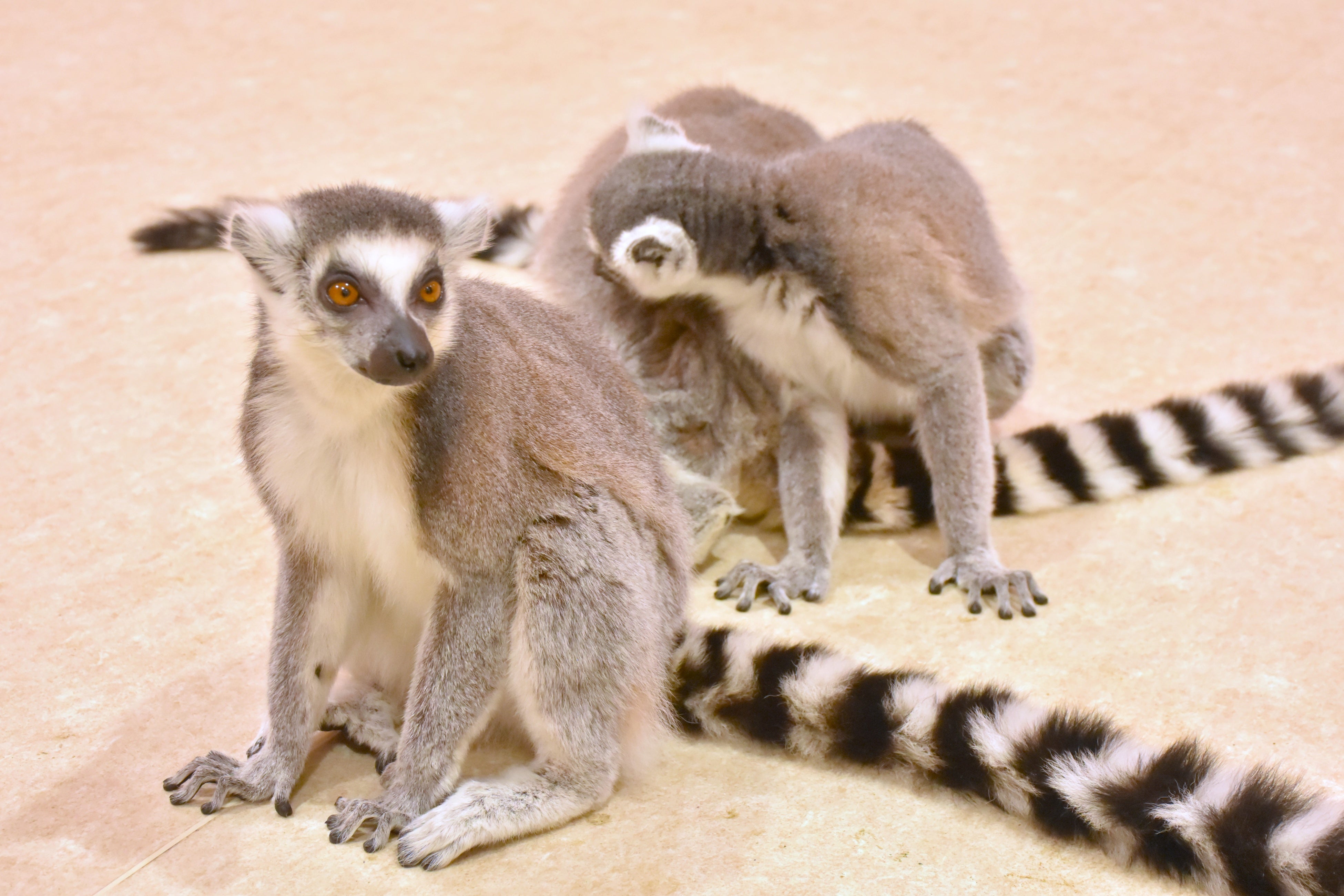 ワオキツネザル