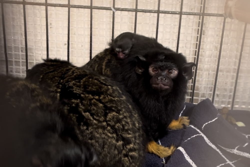 アカテタマリンの親子