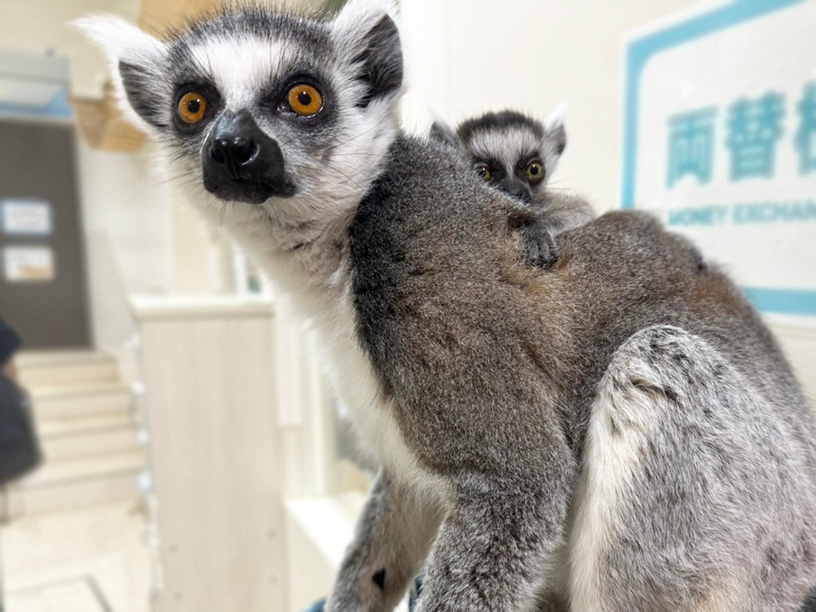 アニタッチアクアシティお台場のワオキツネザルの赤ちゃん