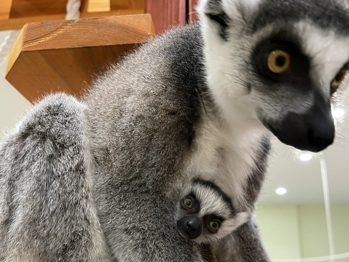 お母さんのお腹にしっかりしがみつく赤ちゃん