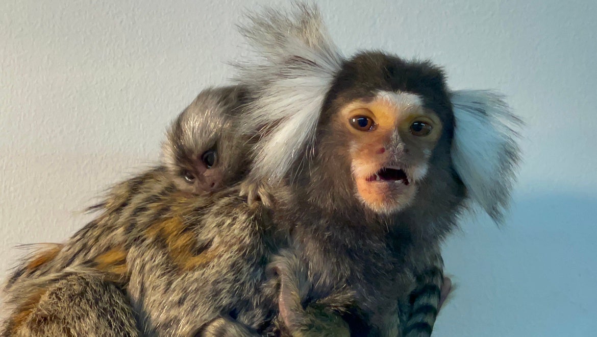 コモンマーモセットの親子