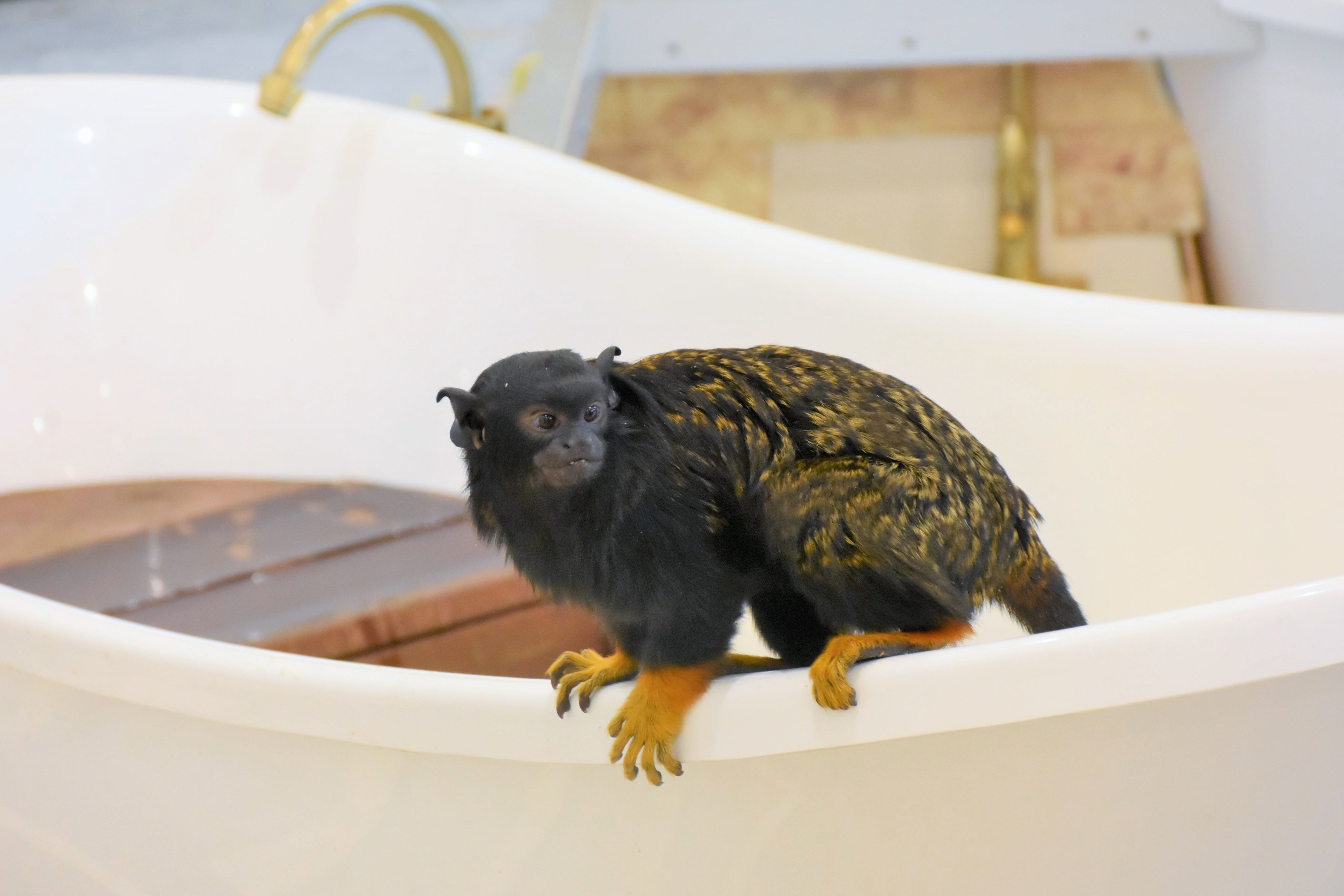 アカテタマリン