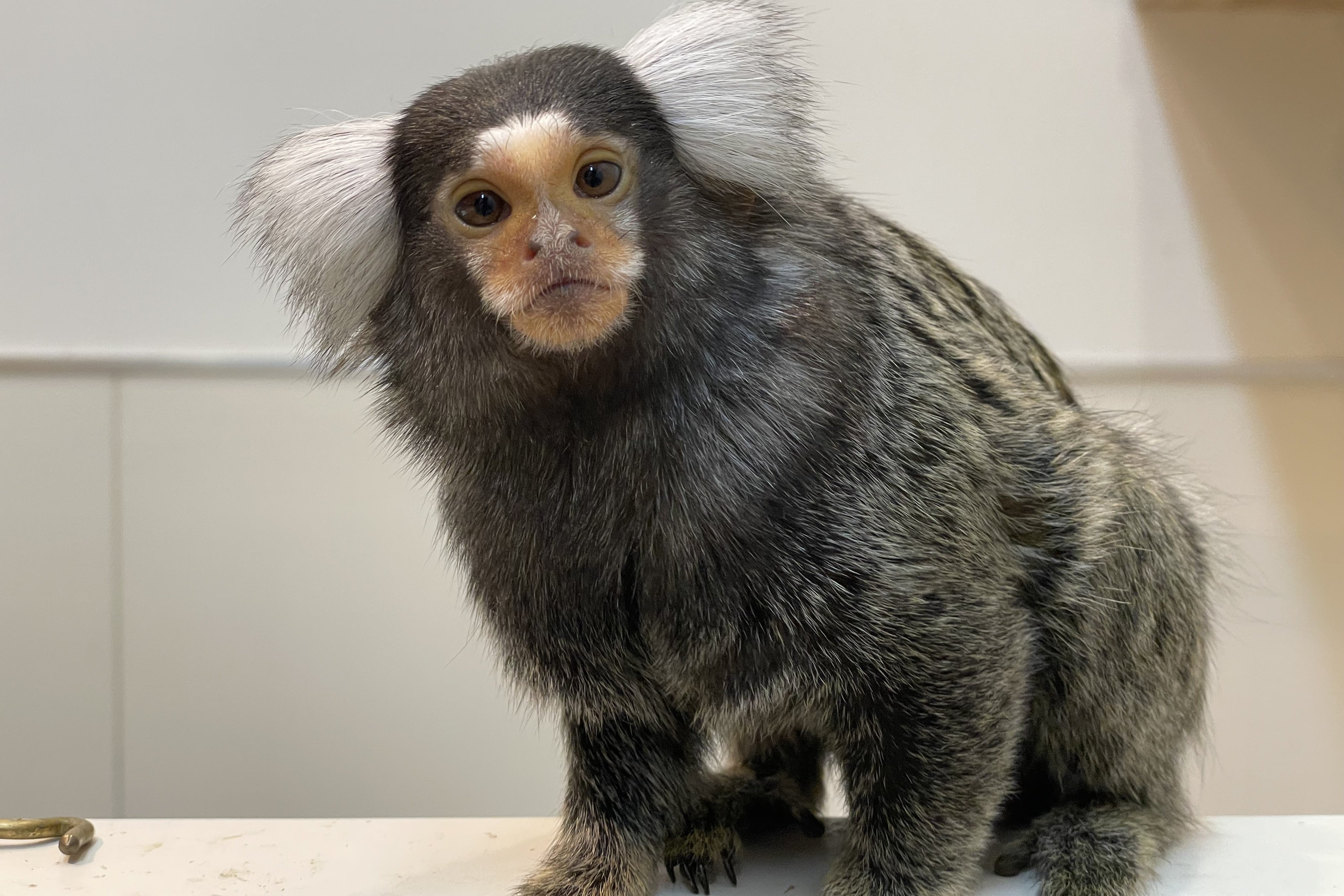 コモンマーモセット