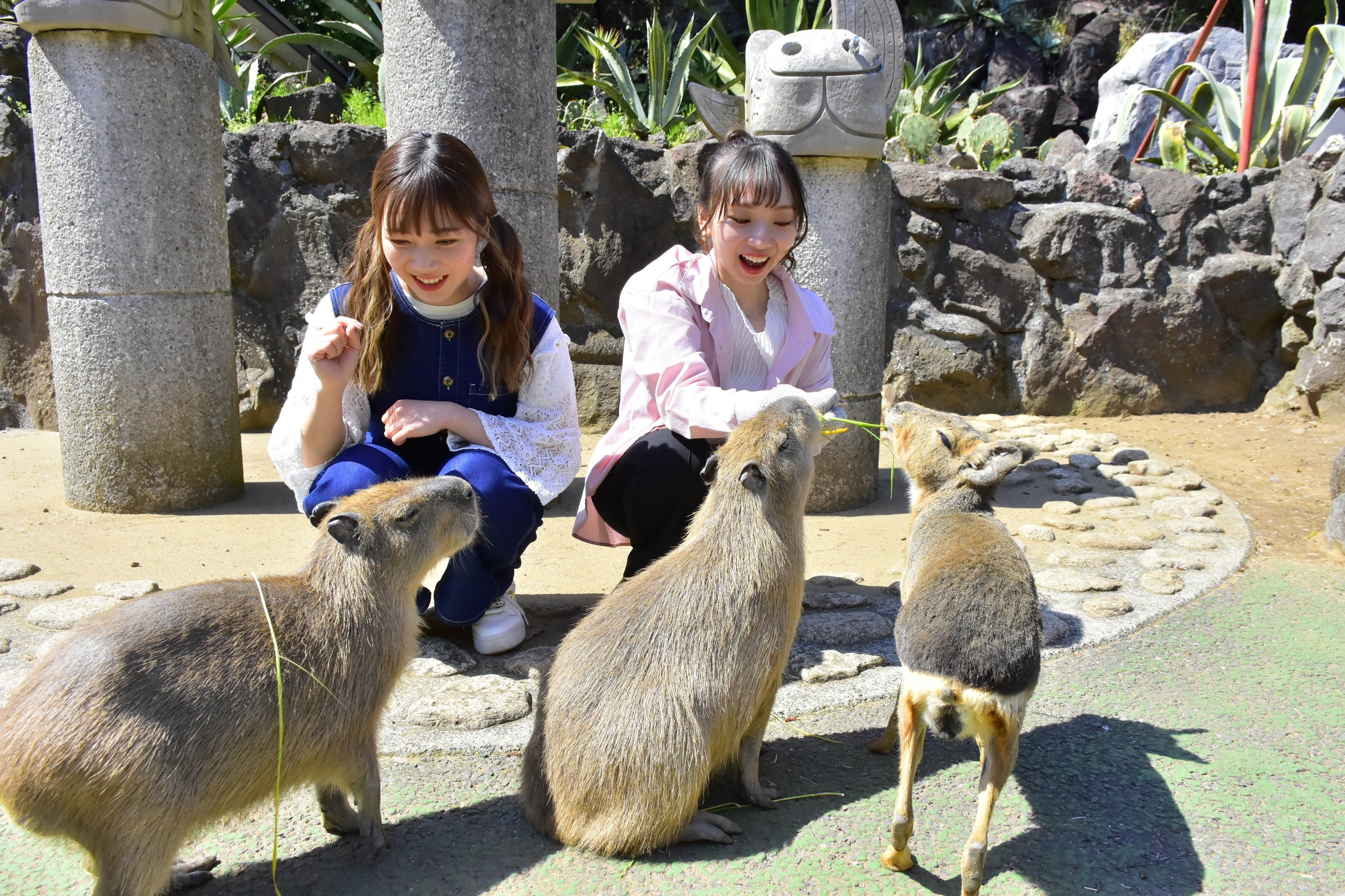 カピバラ虹の広場