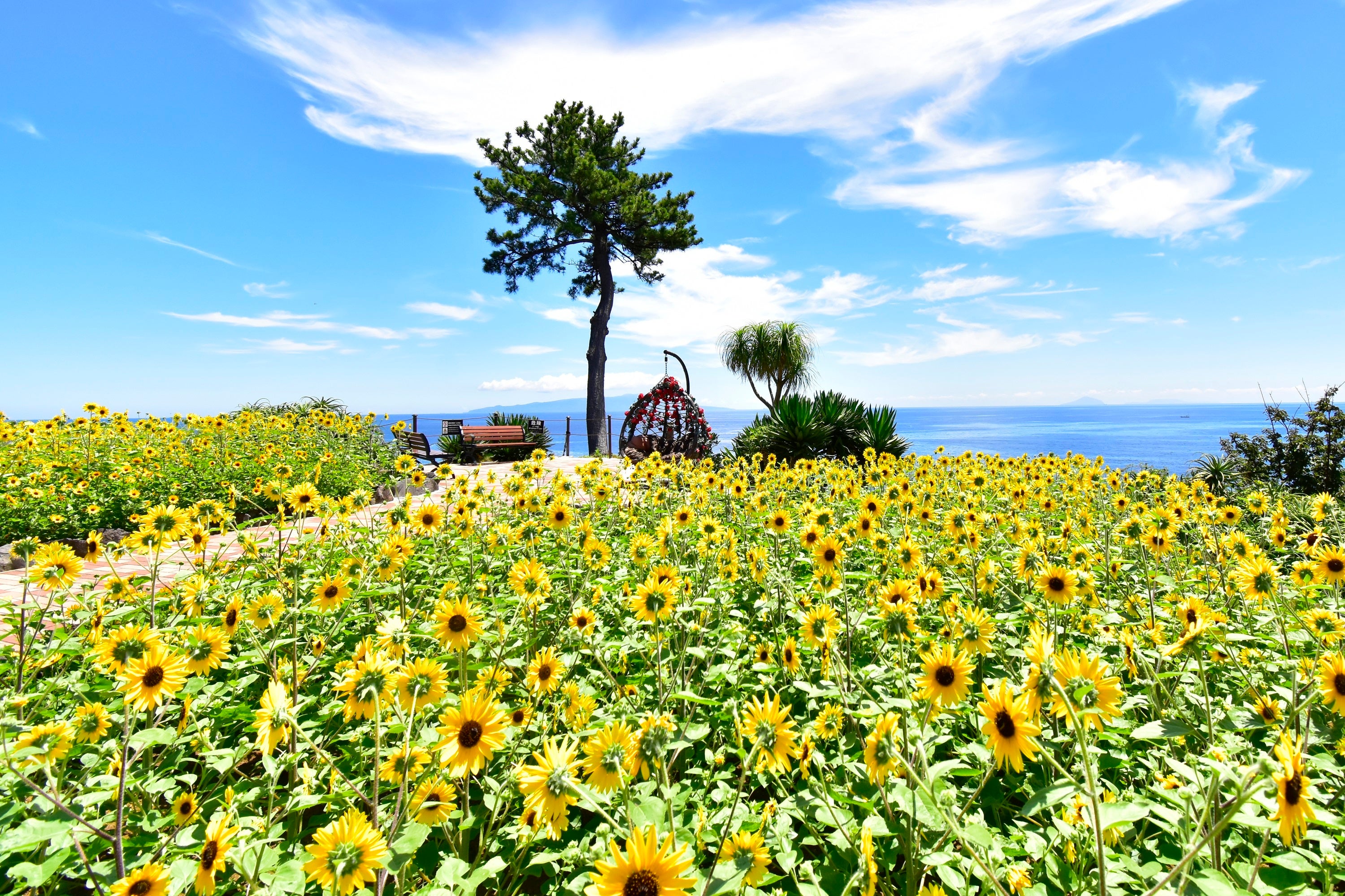 ヒマワリが咲き誇る