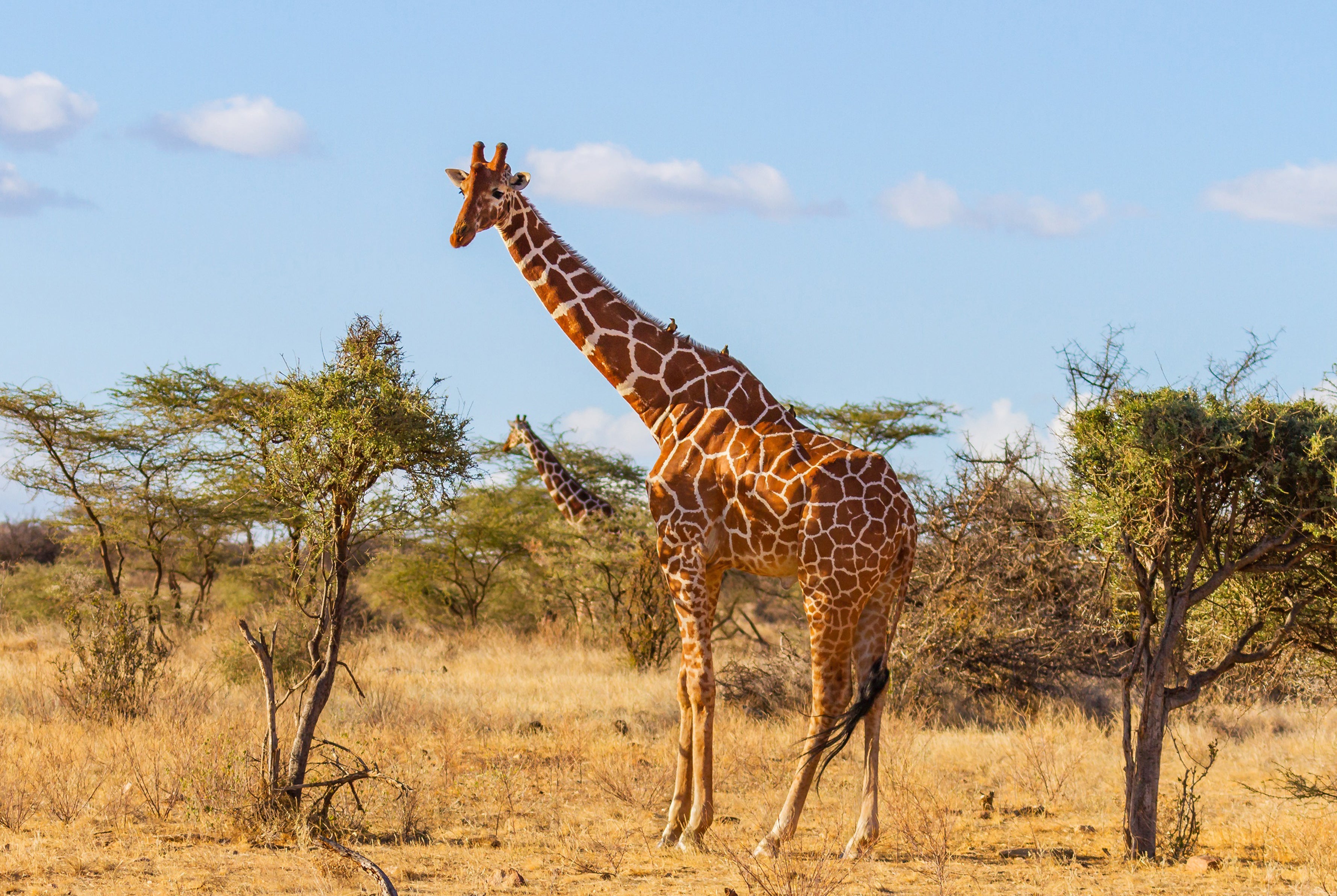 キリン  イメージ