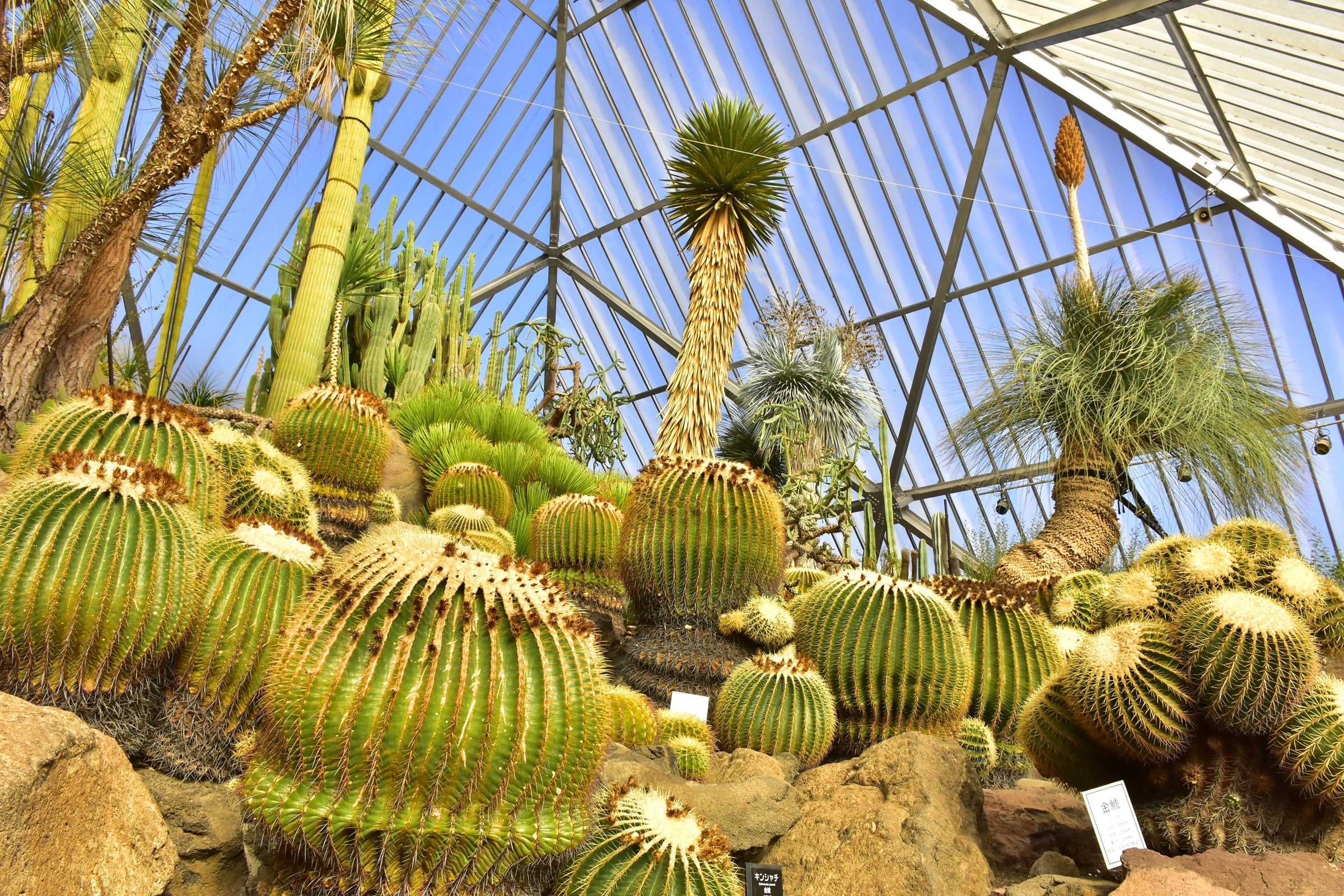 第5温室メキシコ館内にて開催