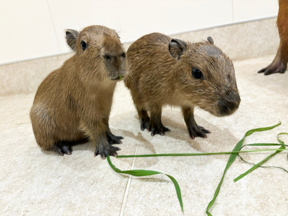 すくすく成長中