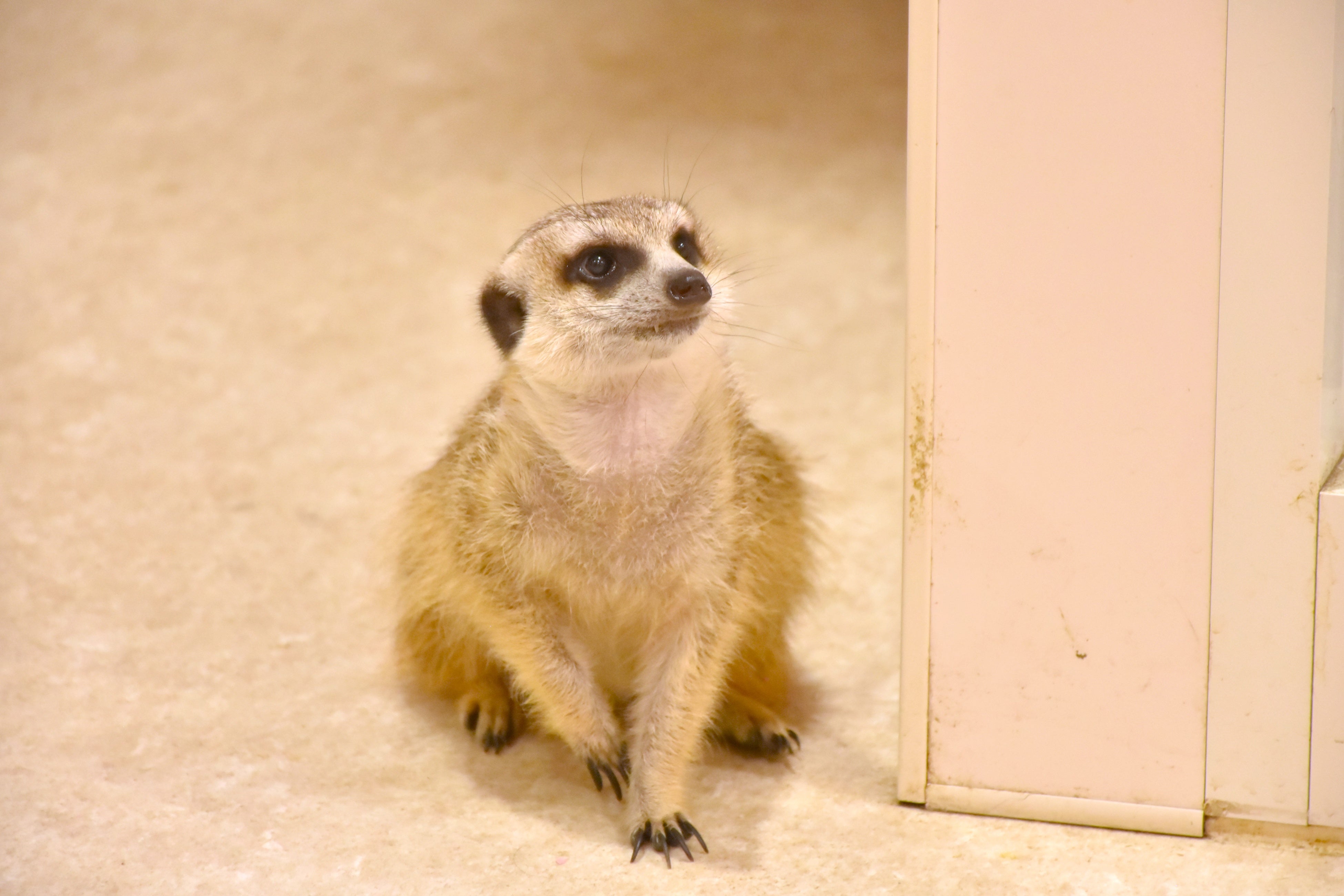 ミーアキャット