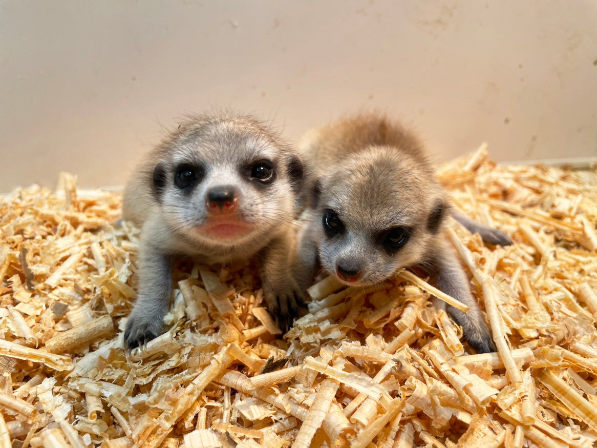 ミーアキャット(植毛) 赤ずきんちゃん 不思議の国のアリス お寿司屋