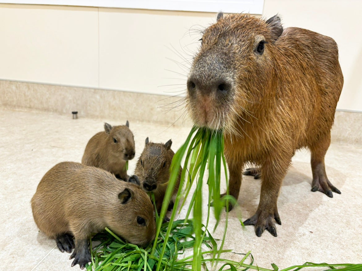 カピバラの親子