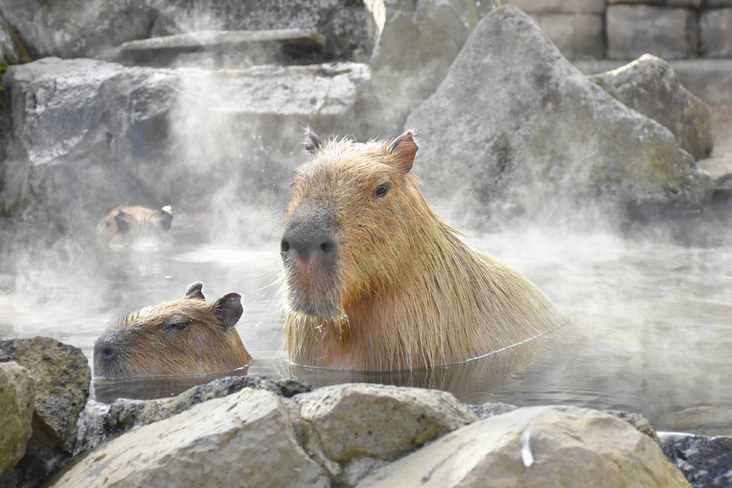 伊豆シャボテン動物公園グループに春がやって来た！～SPRING