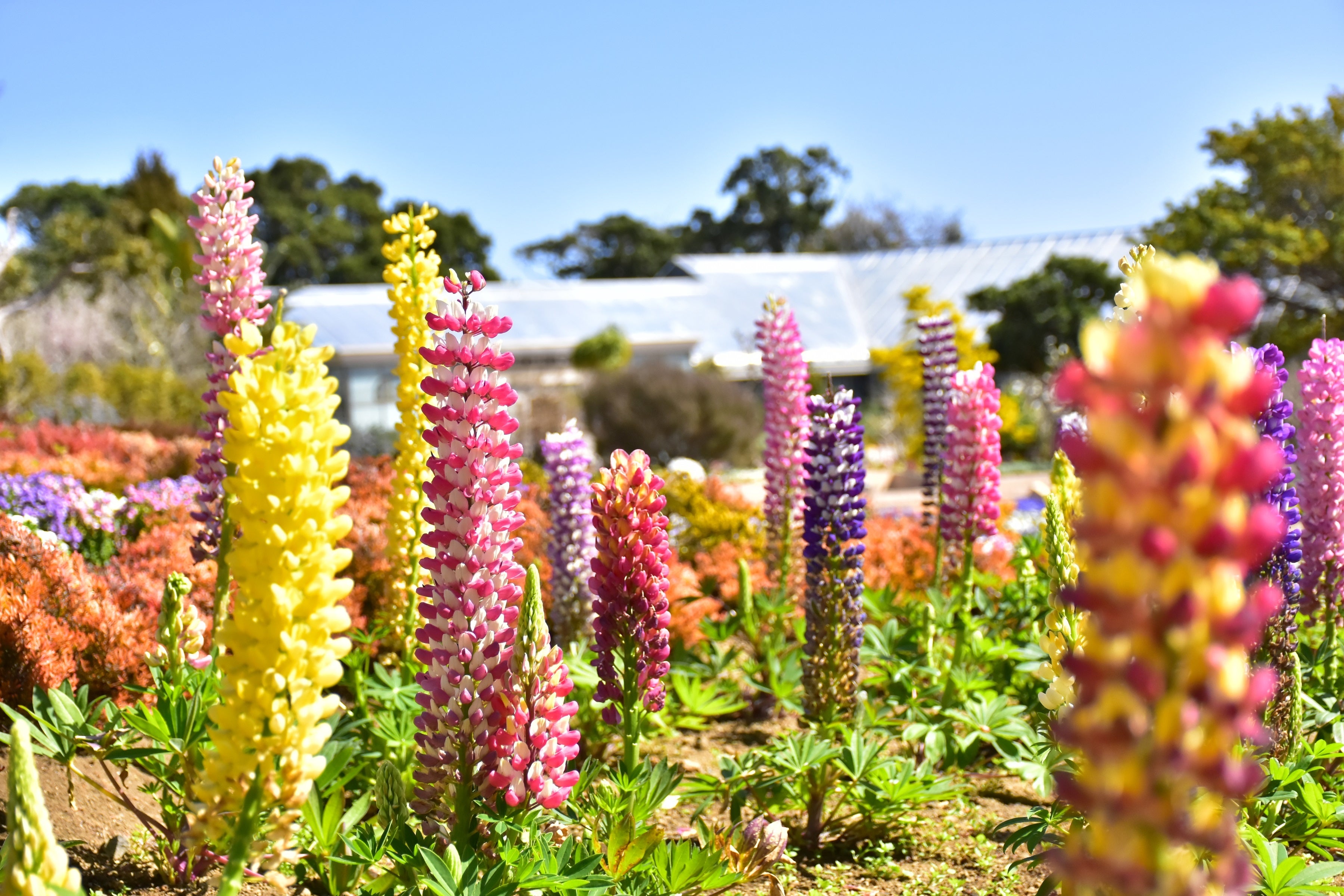 ルピナスの向こうにティファニーミュージアムを望む