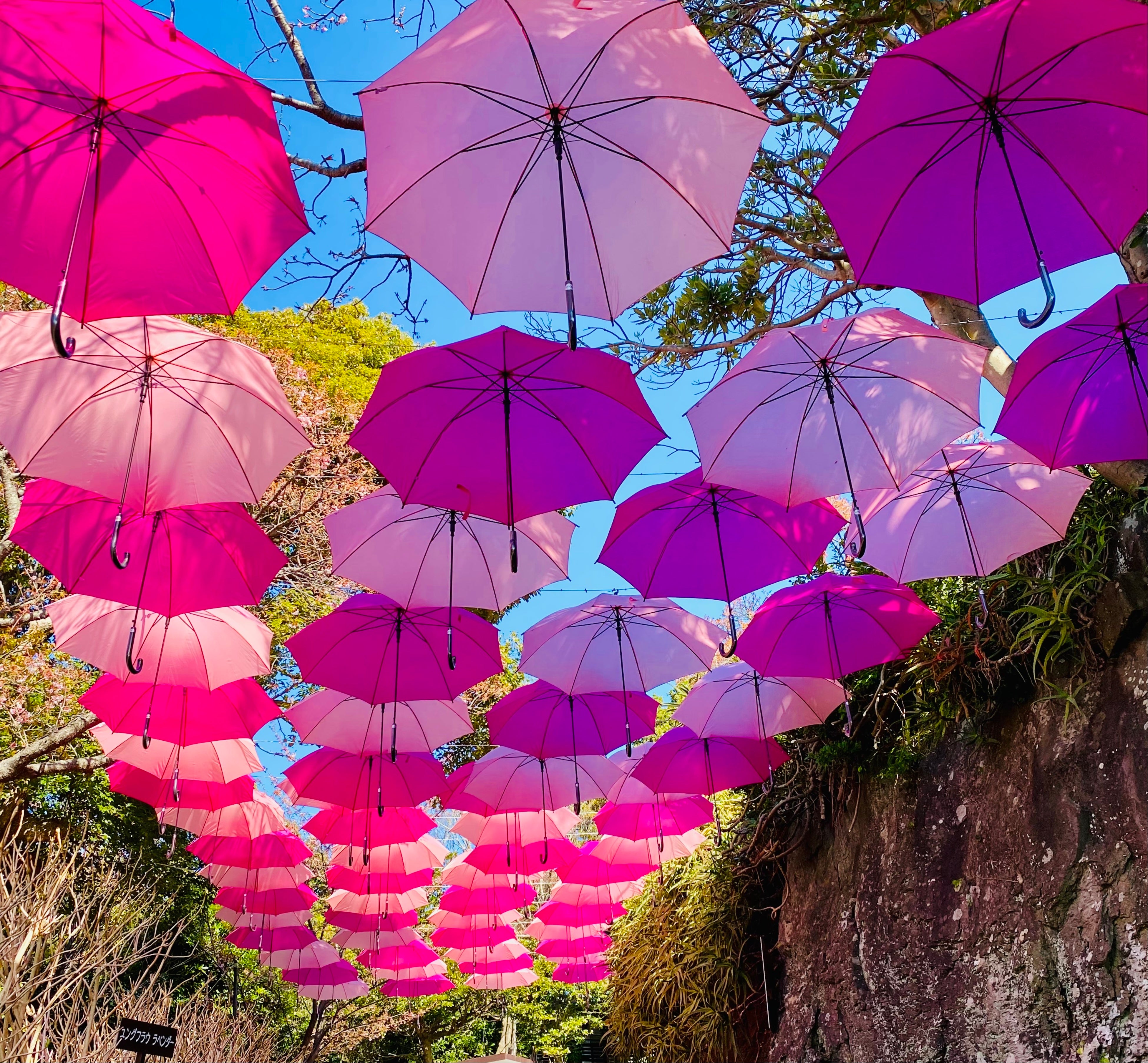 春色の「アンブレラスカイ」