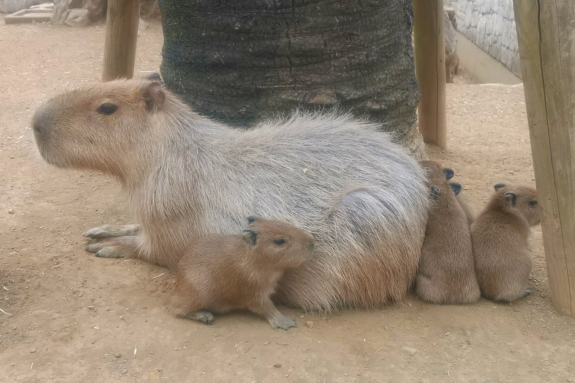 カピバラの親子