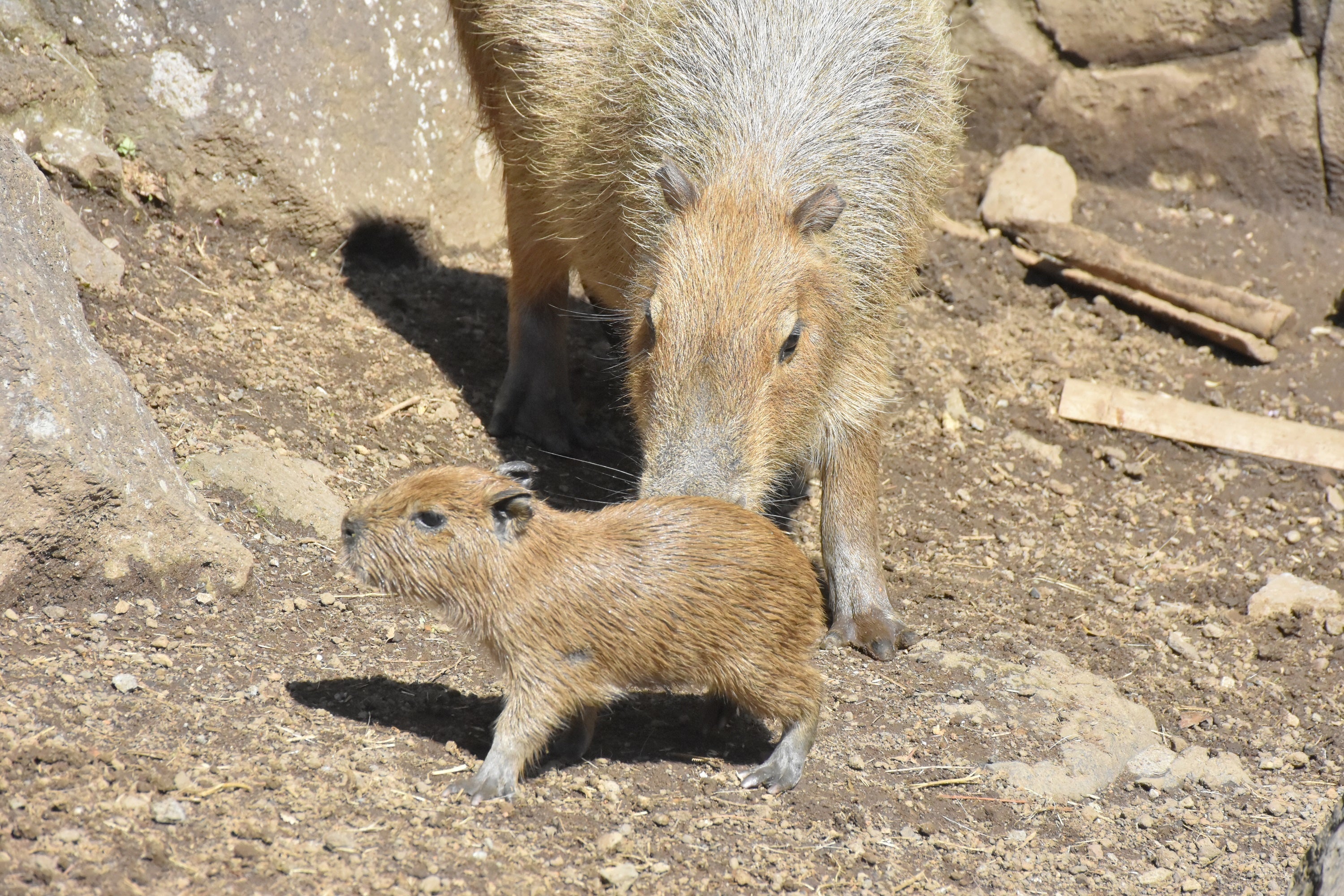 カピバラの赤ちゃん